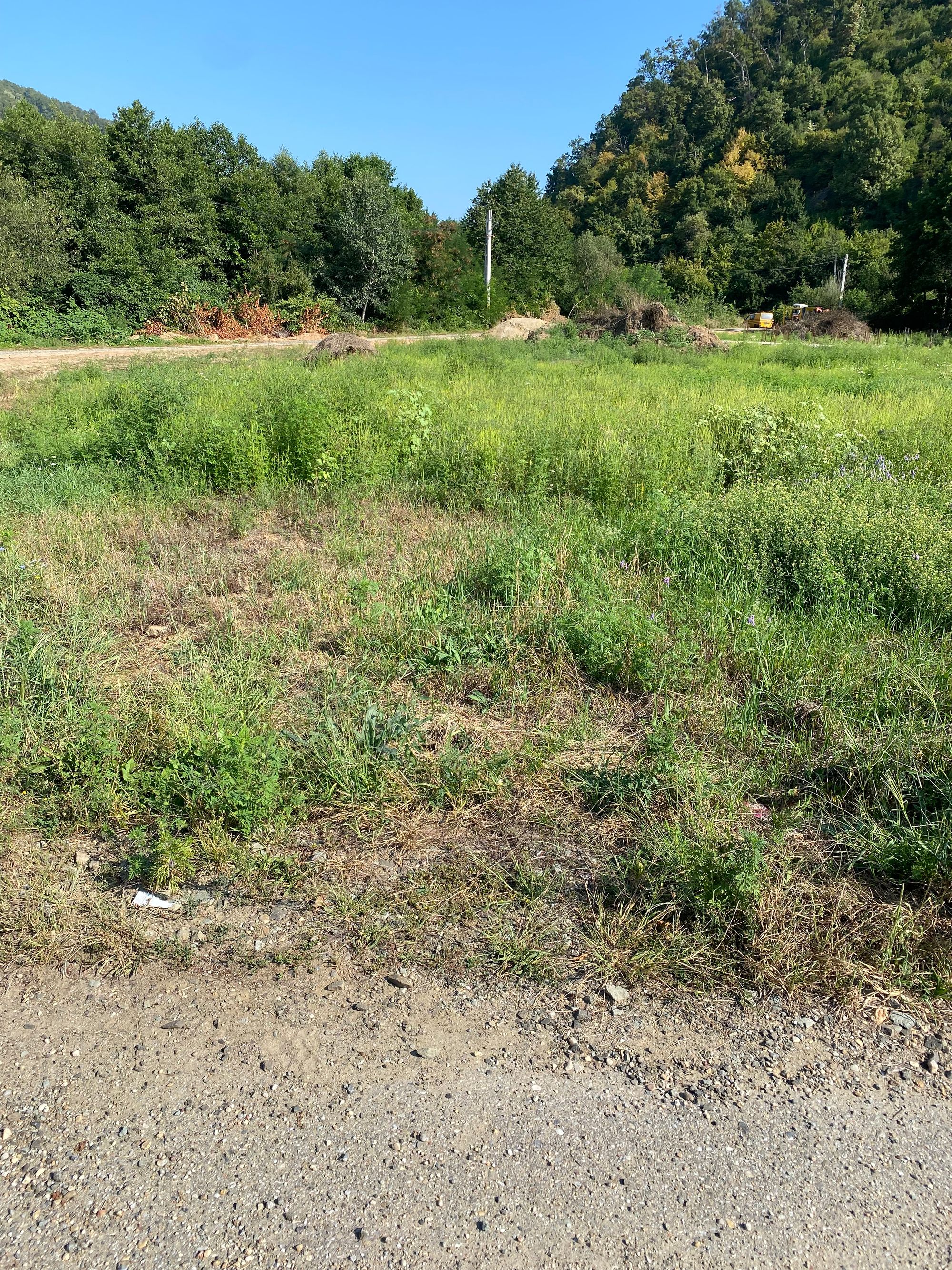 Ambrozie in Strada 24 34, Tăuții-Măgherăuș, Oraş Tăuţii-măgherăuş, Județul Maramureș - IMG_4243.jpeg