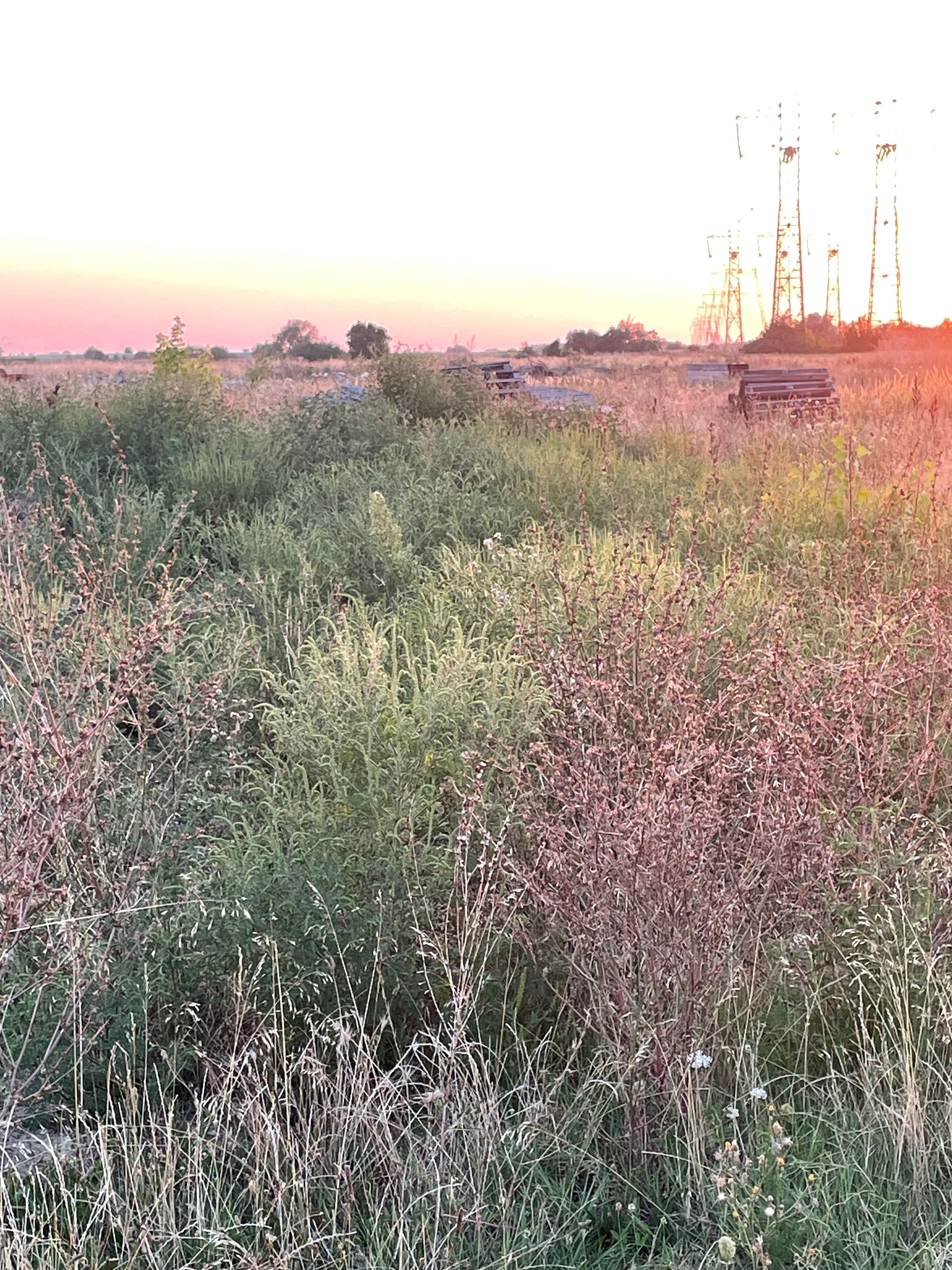 Ambrozie in Aleea Ciresului 4, Municipiu Arad, Județul Arad - IMG_5863.jpeg