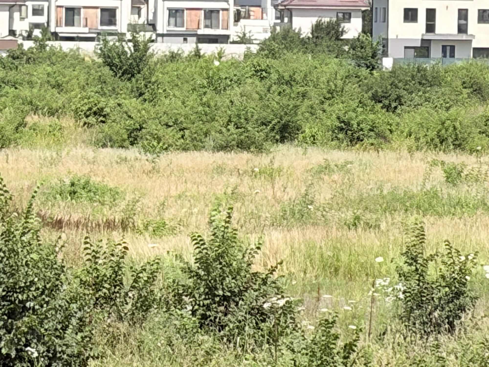 Ambrozie in Strada Grivița 30C, Otopeni, Oraș Otopeni, Județul Ilfov - IMG_0950.jpeg
