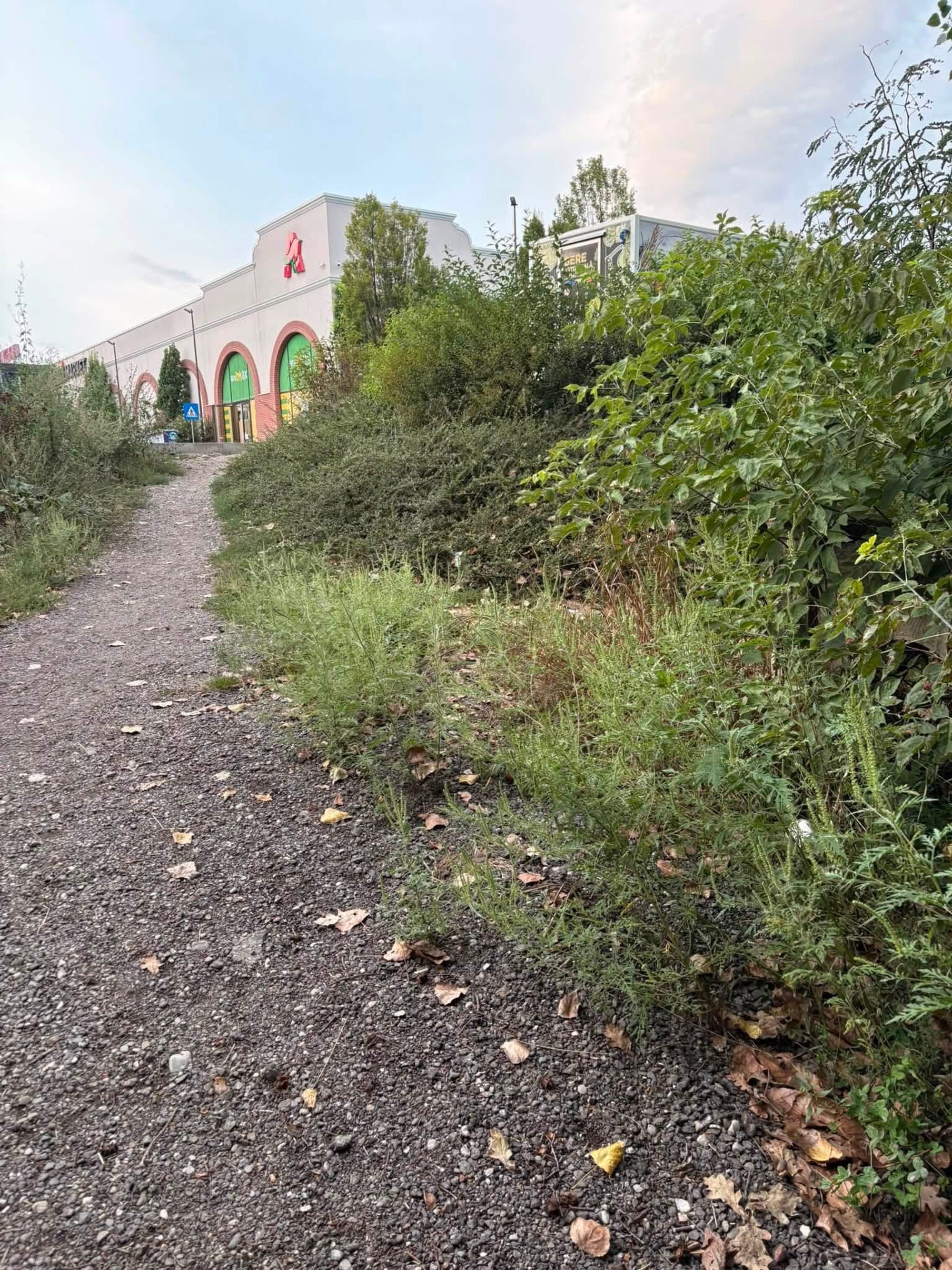 Ambrozie in Șoseaua Bucium 41, Iași, Municipiu Iași, Județul Iași
