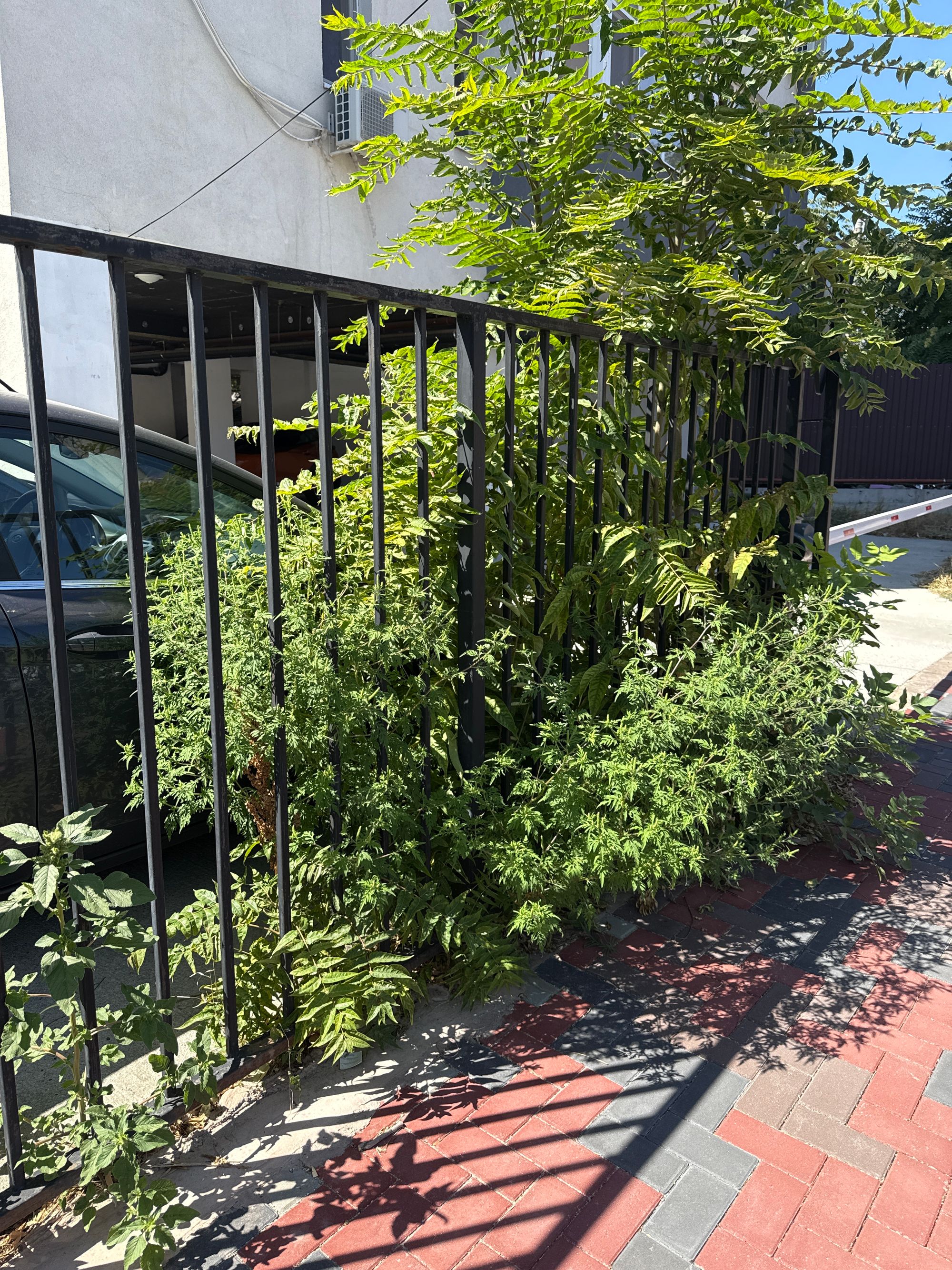 Ambrozie in Intrarea Tarcău 4, București, Municipiul București - image.jpg