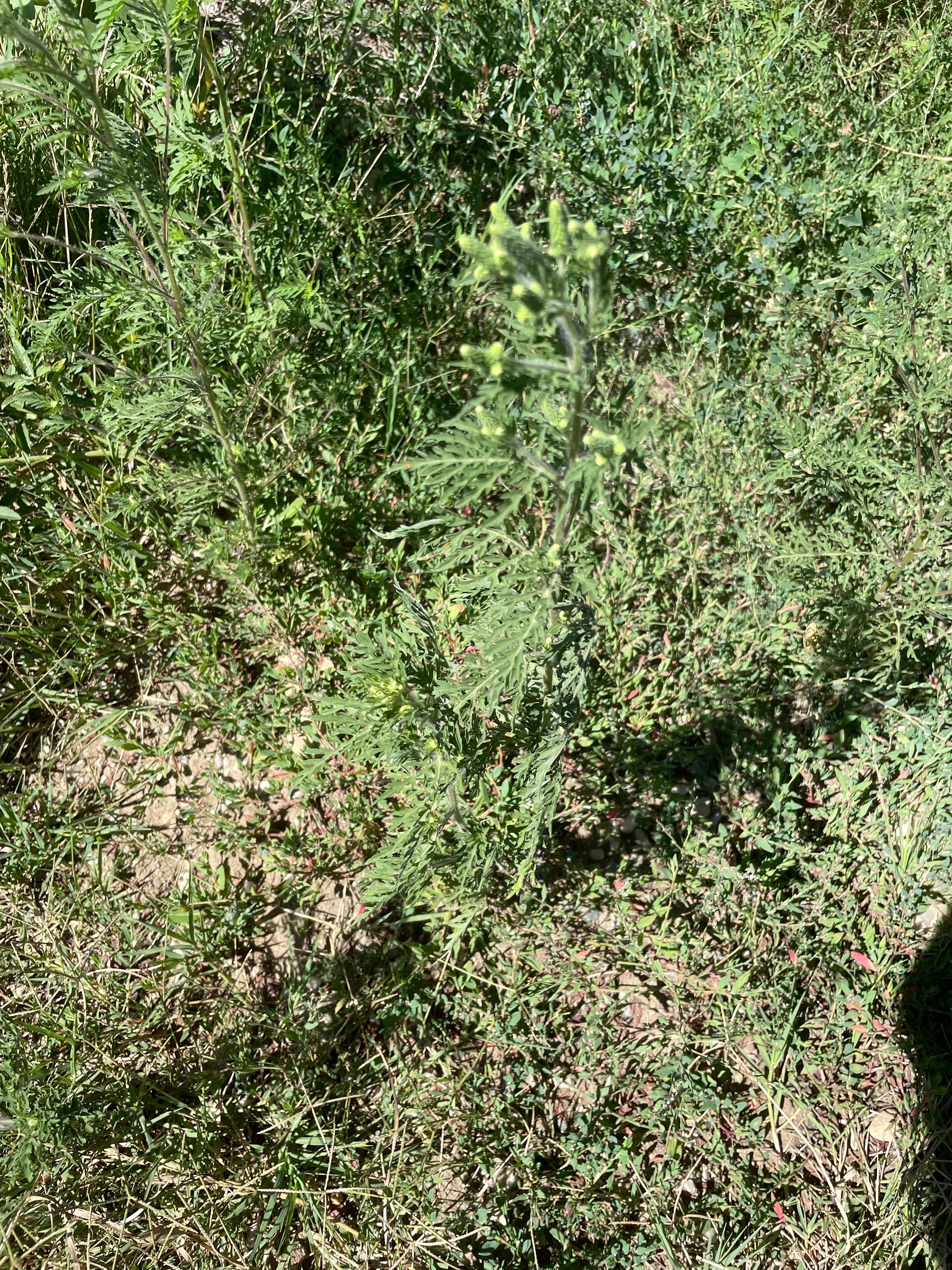 Ambrozie in Strada Mare 119, Ciorogârla, Comuna Ciorogârla, Județul Ilfov - IMG_5184.jpeg