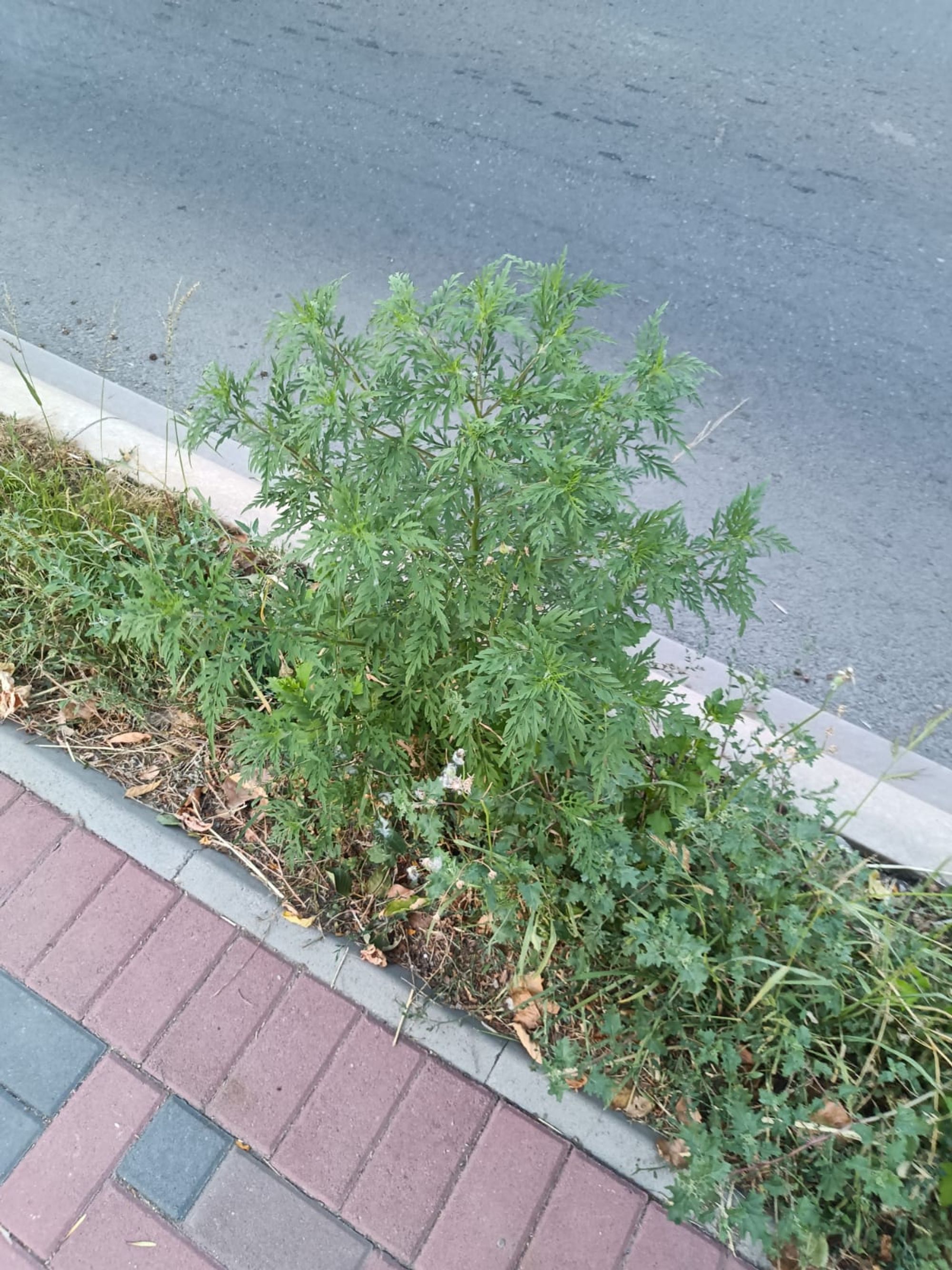 Ambrozie in Șoseaua Vitan-Bârzești 9, București, Municipiul București - IMG-20250728-WA0011.jpg