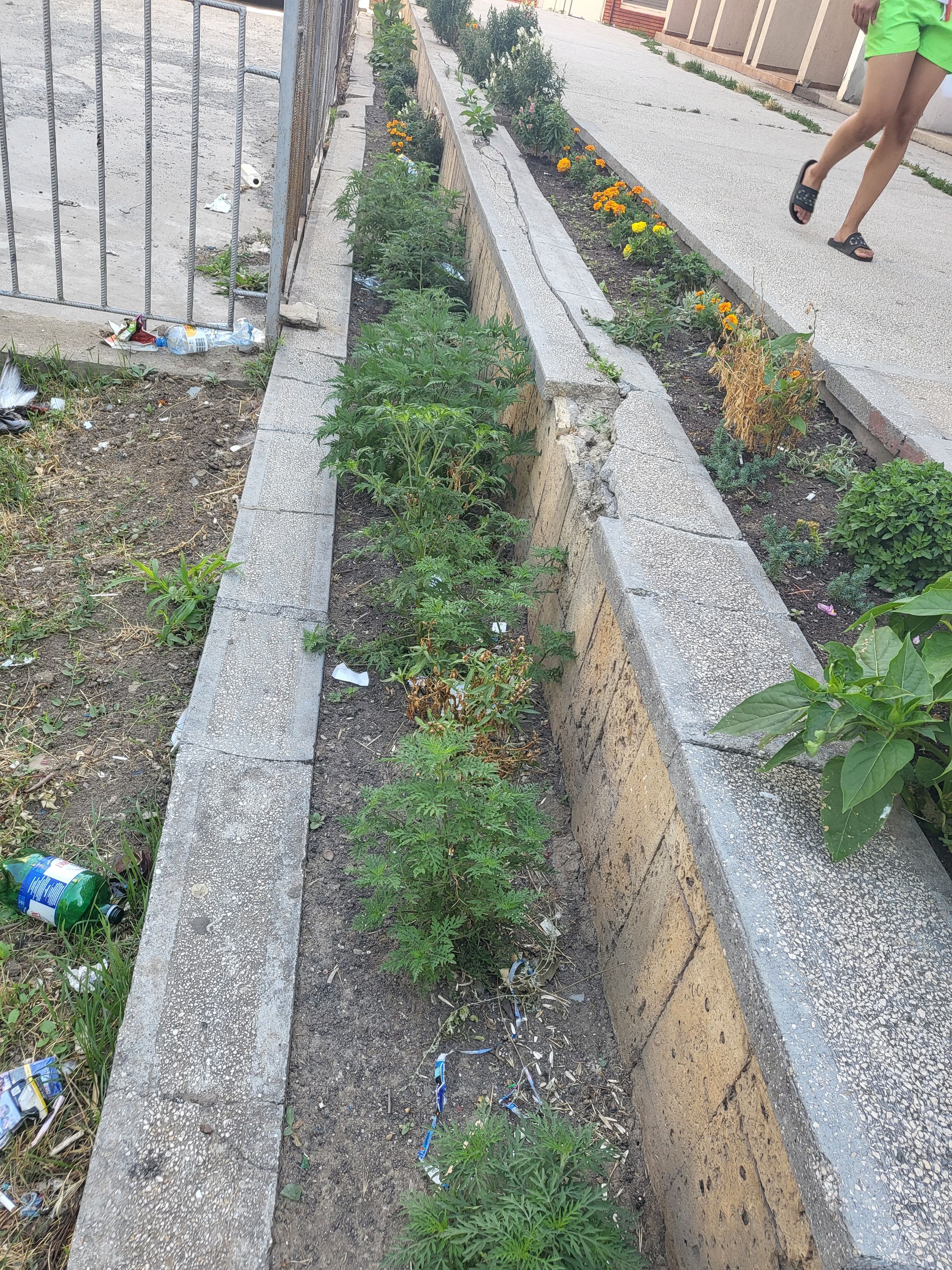 Ambrozie in Bulevardul Tomis 314, Constanța, Municipiul Constanța, Județul Constanța - 20230719_110053.jpg