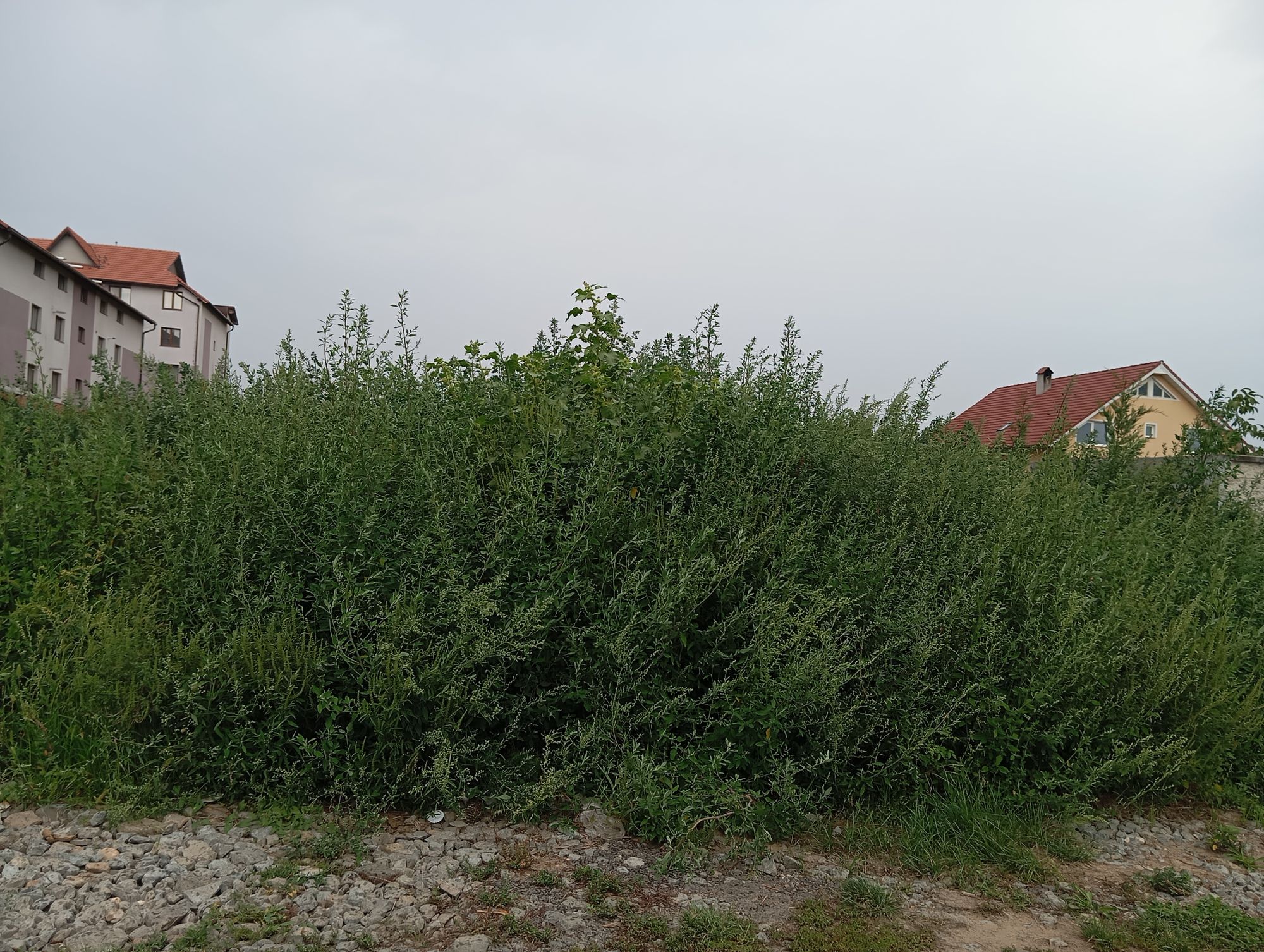 Ambrozie in Salane 2, Sebeș, Municipiu Sebeş, Județul Alba - inbound3452808042202983528.jpg