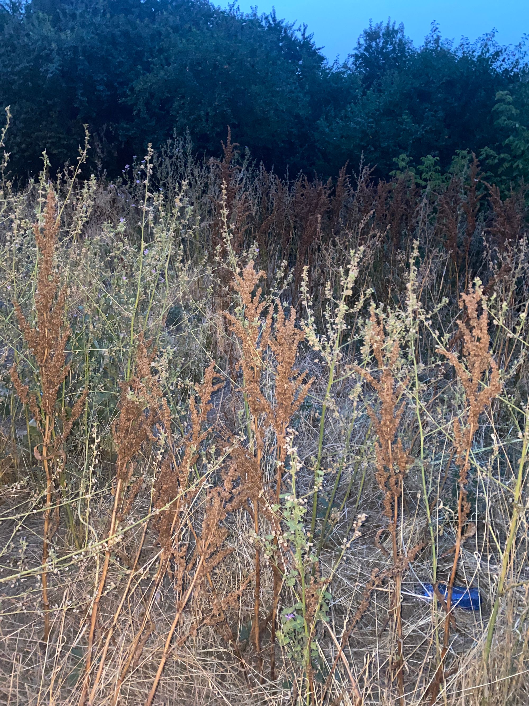 Ambrozie in Strada Zamfir Olaru 23, București, Municipiul București - image.jpg