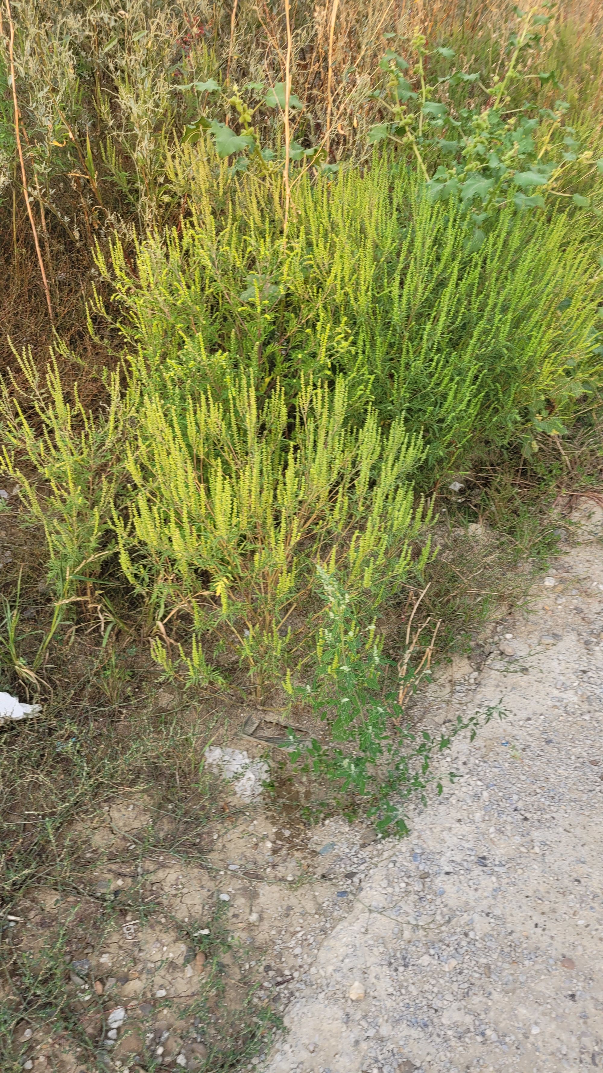 Ambrozie in Strada Nicolae Oblu 20, Iași, Municipiu Iaşi, Județul Iași - 20240830_192331.jpg