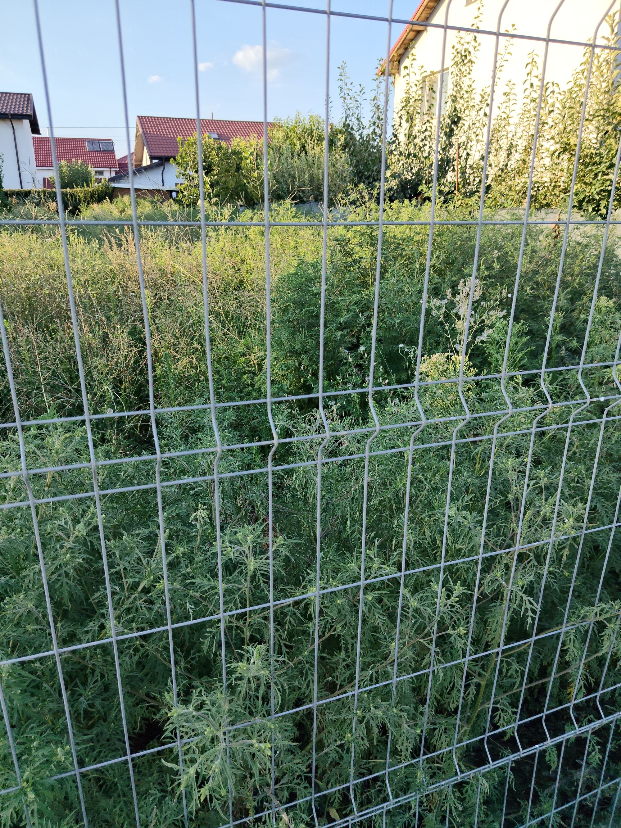 Ambrozie marcată de Corina Angheli în Strada Poligonului 42, Comuna Vânători, Județul Galați