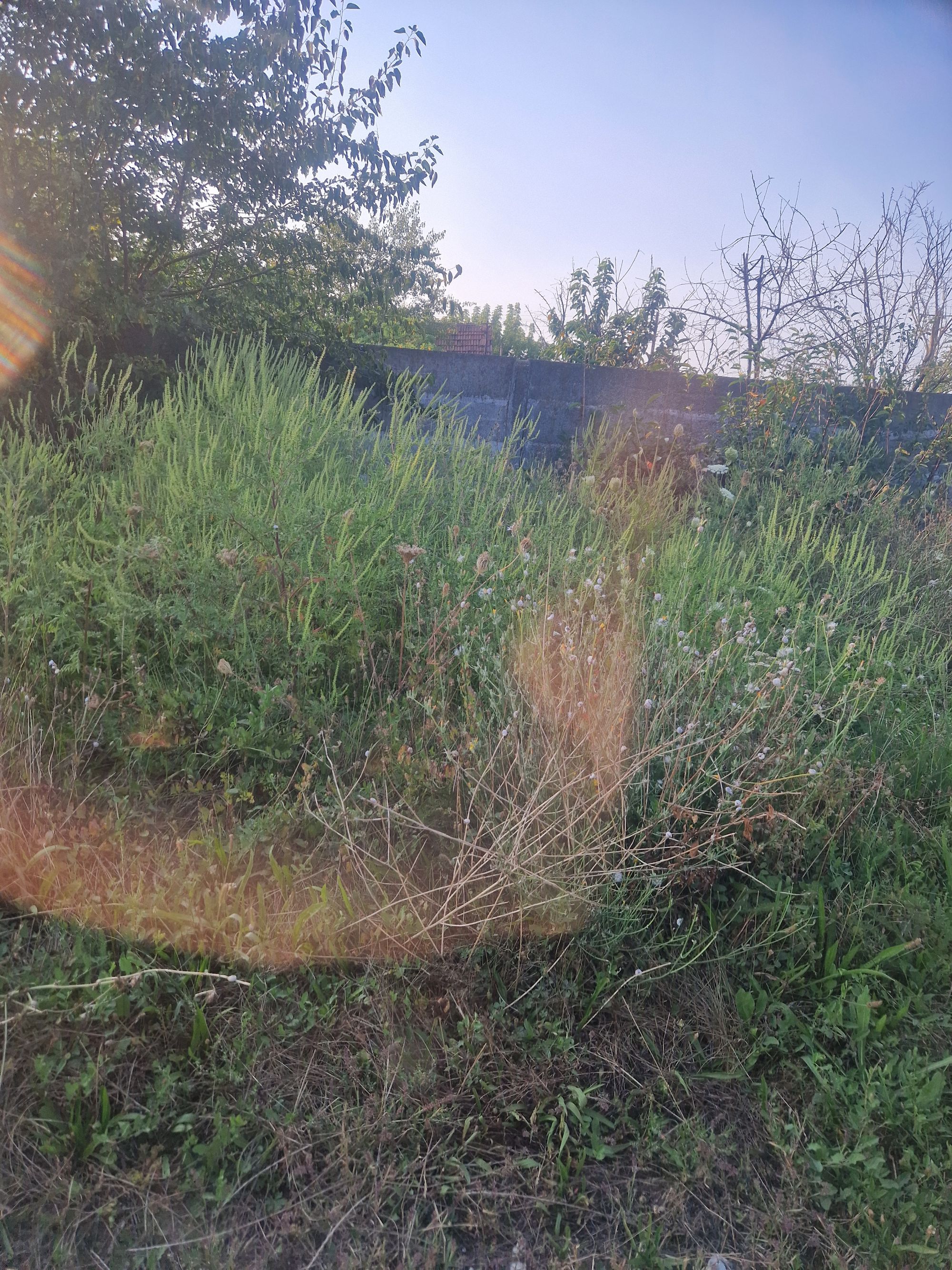Ambrozie in Str. Primăverii 2, Ariceștii Rahtivani, Comuna Ariceștii Rahtivani, Județul Prahova - 69666.jpg