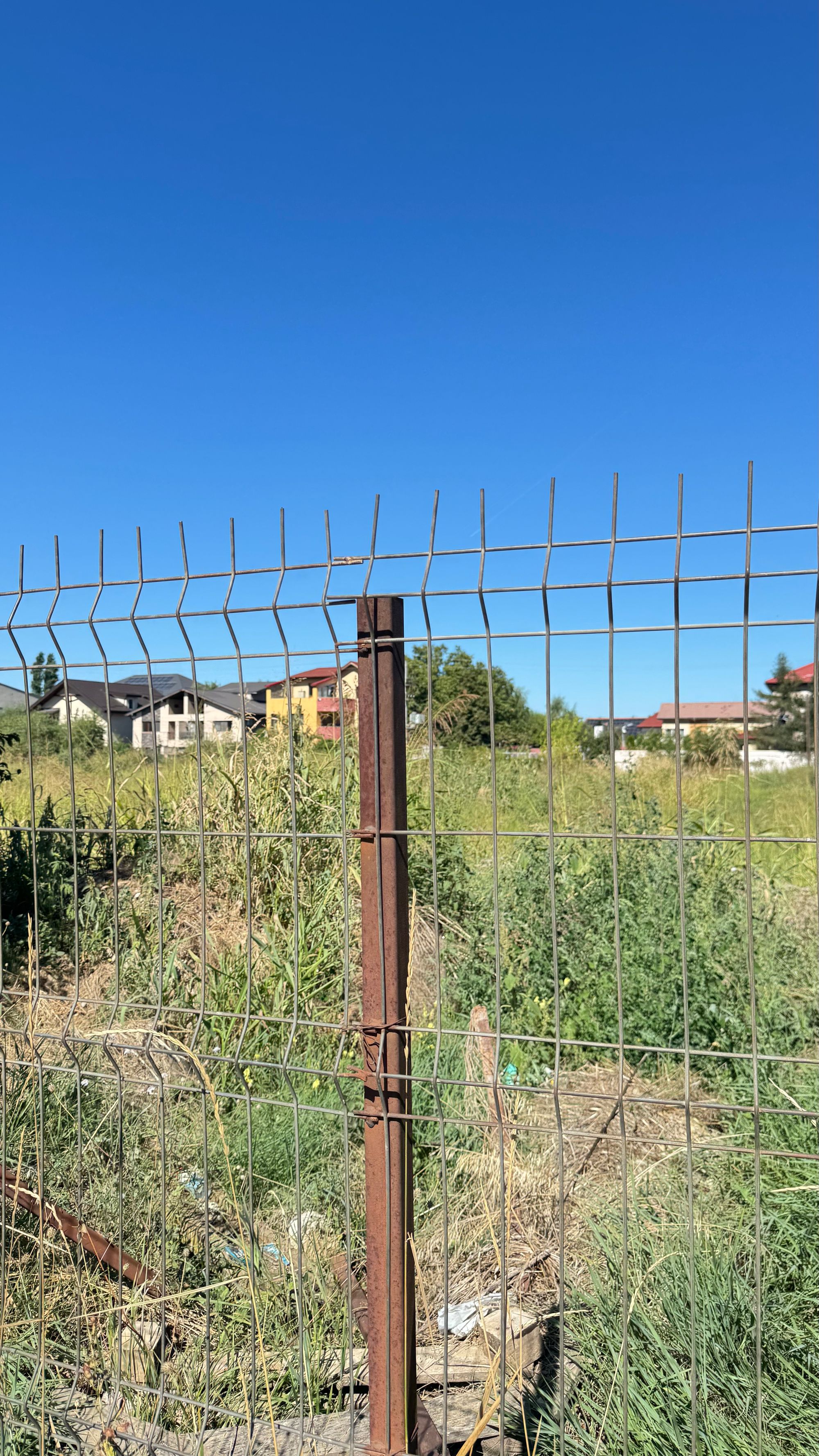 Ambrozie in Strada Câmpul Pipera 103L, Voluntari, Oraș Voluntari, Județul Ilfov