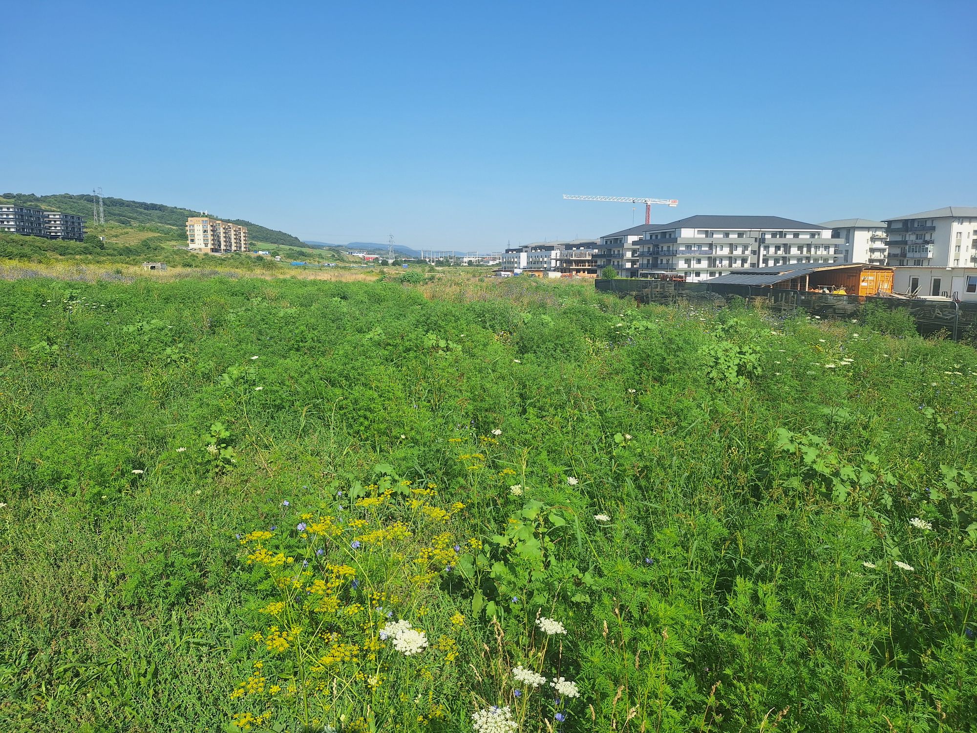 Ambrozie in Strada Urușagului 112A, Florești, Comuna Florești, Județul Cluj - inbound1259709807694869573.jpg
