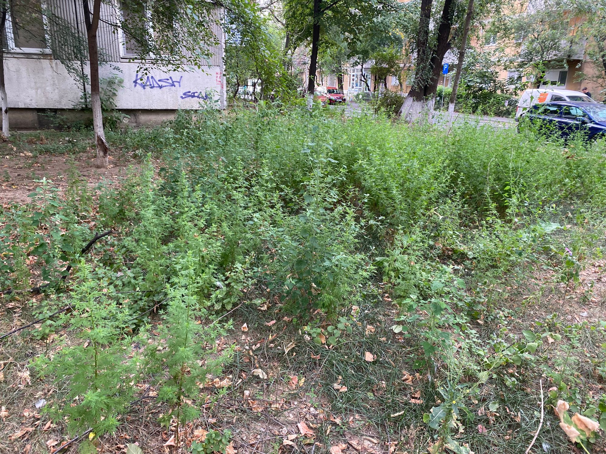 Ambrozie in Strada Dreptății 8, București, Municipiul București - IMG_5325.jpeg