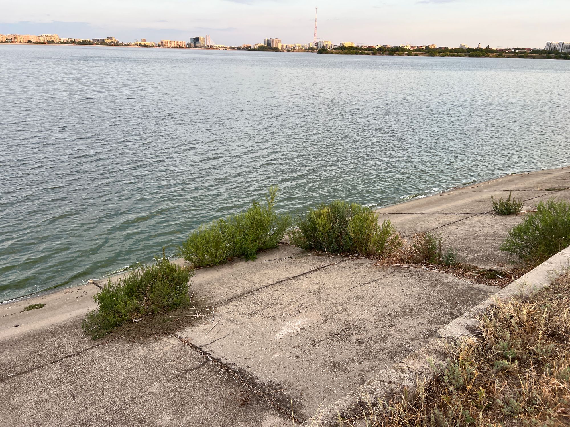 Ambrozie in București, Municipiul București - image.jpg