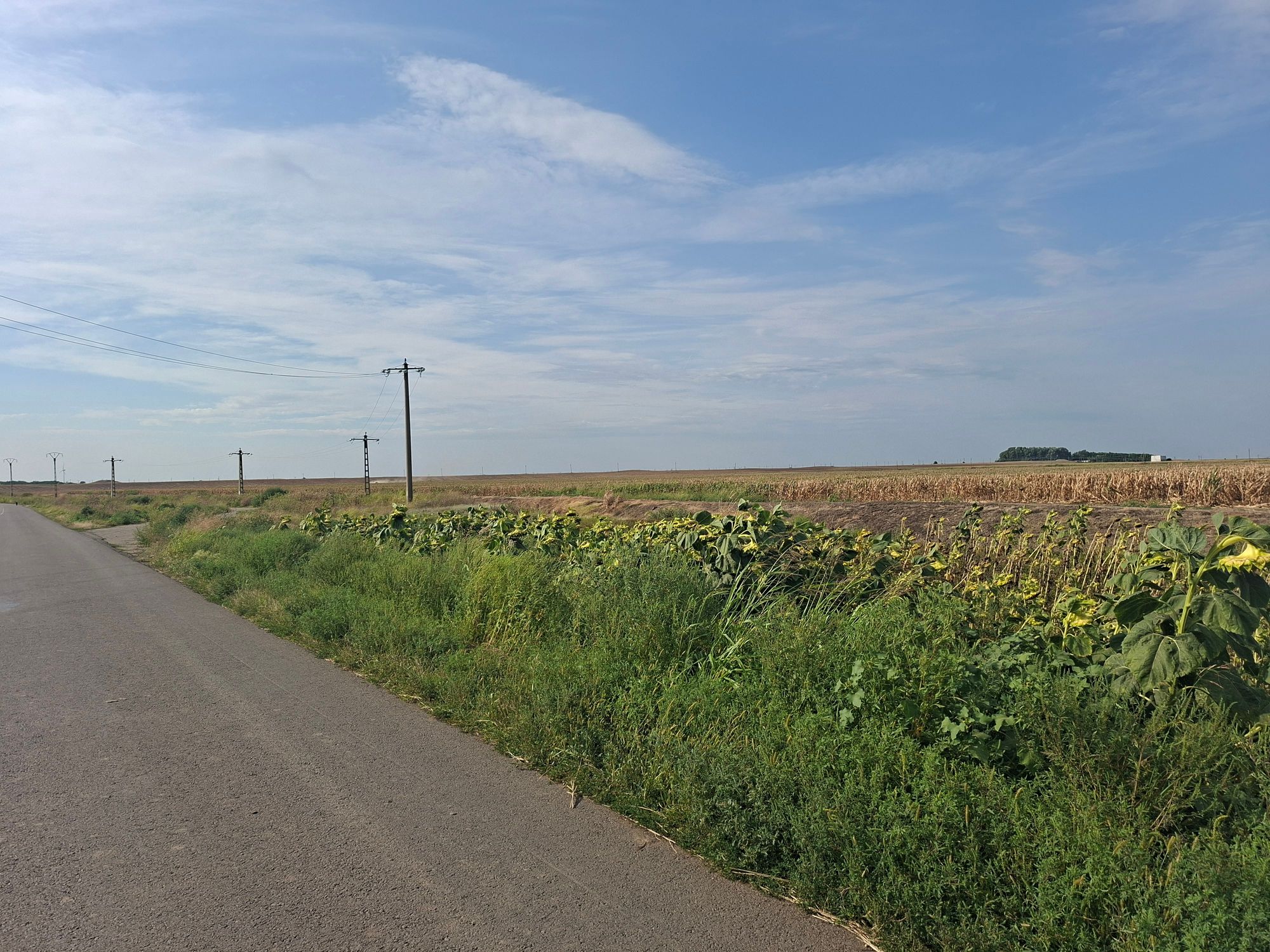 Ambrozie in DJ212, Comuna Stăncuța, Județul Brăila - 17558704229472249382191301704758.jpg