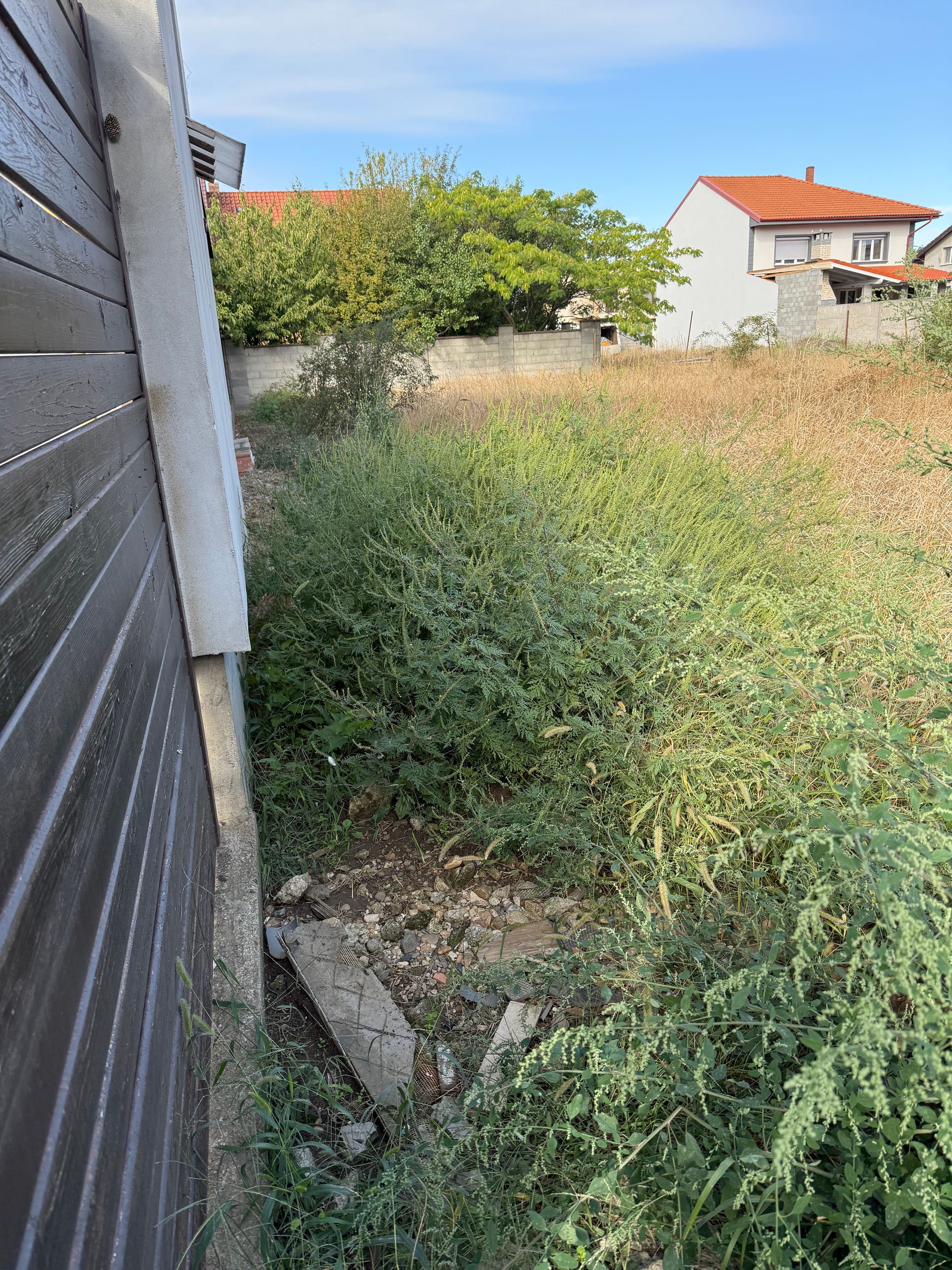 Ambrozie in Strada Dr. Mihail Mărcuș 32, Arad, Municipiu Arad, Județul Arad - IMG_9407.jpeg