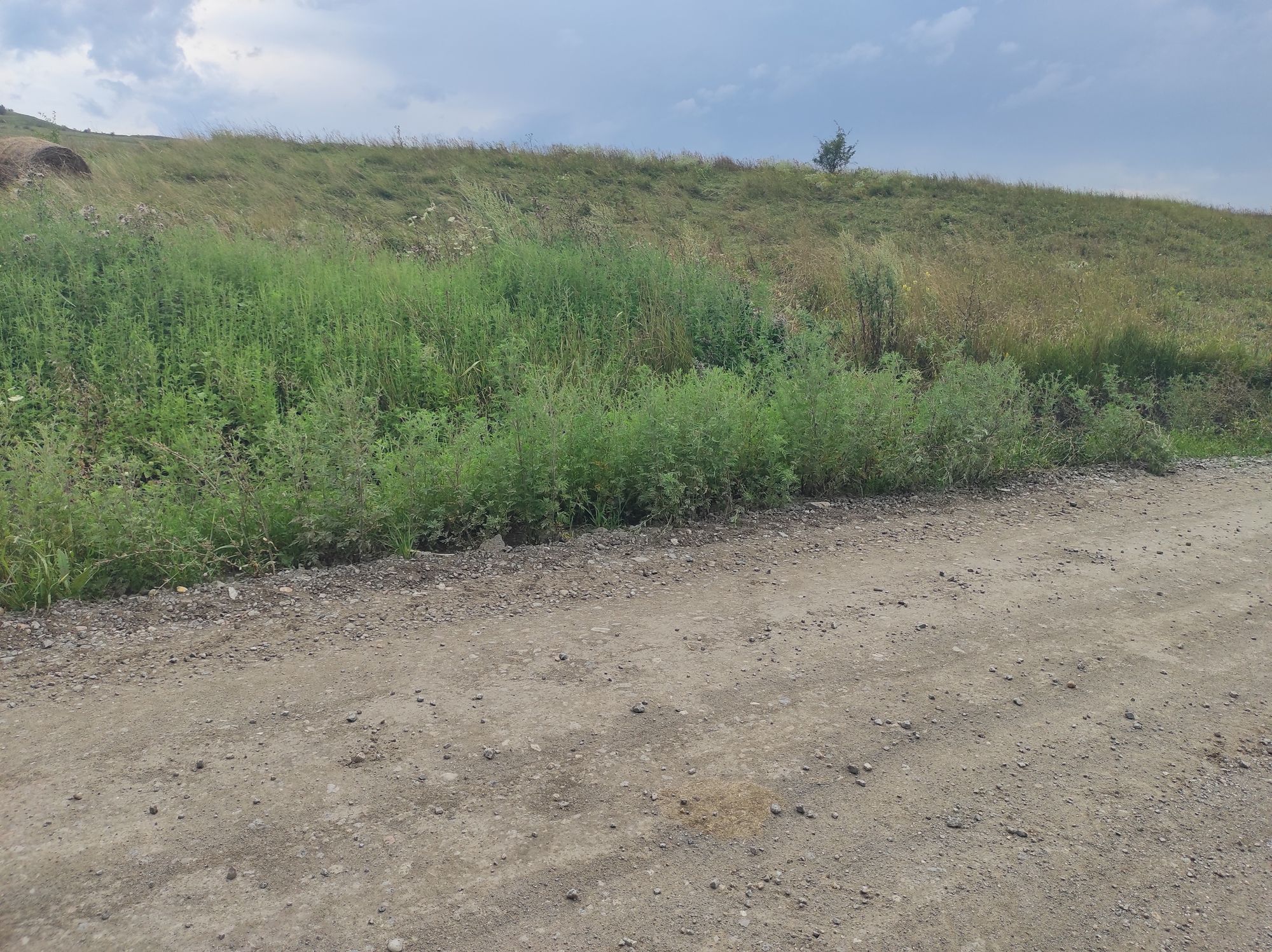 Ambrozie in Câmpenești, Comuna Apahida, Județul Cluj - inbound4140084749590509965.jpg