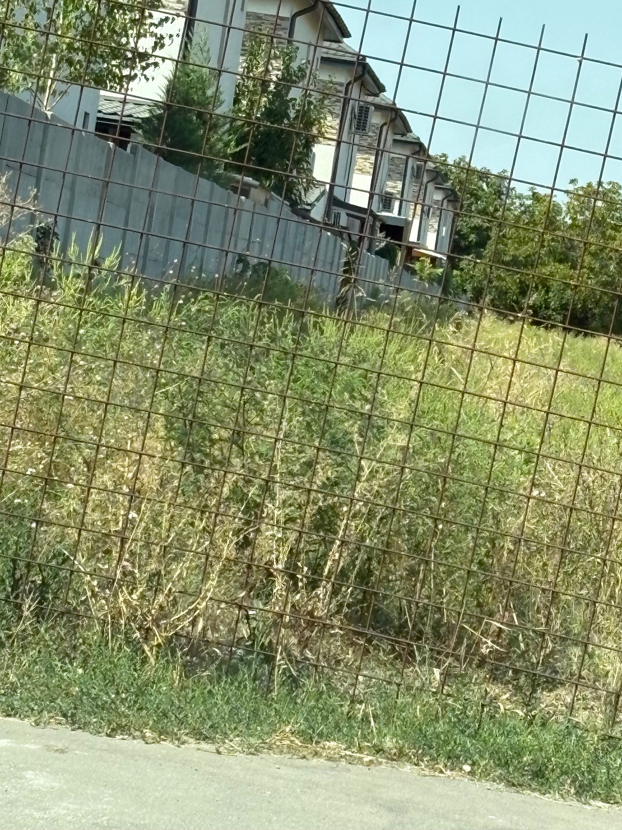 Ambrozie in Strada Luceafărului 38, Chiajna, Comuna Chiajna, Județul Ilfov - IMG_1190.jpeg