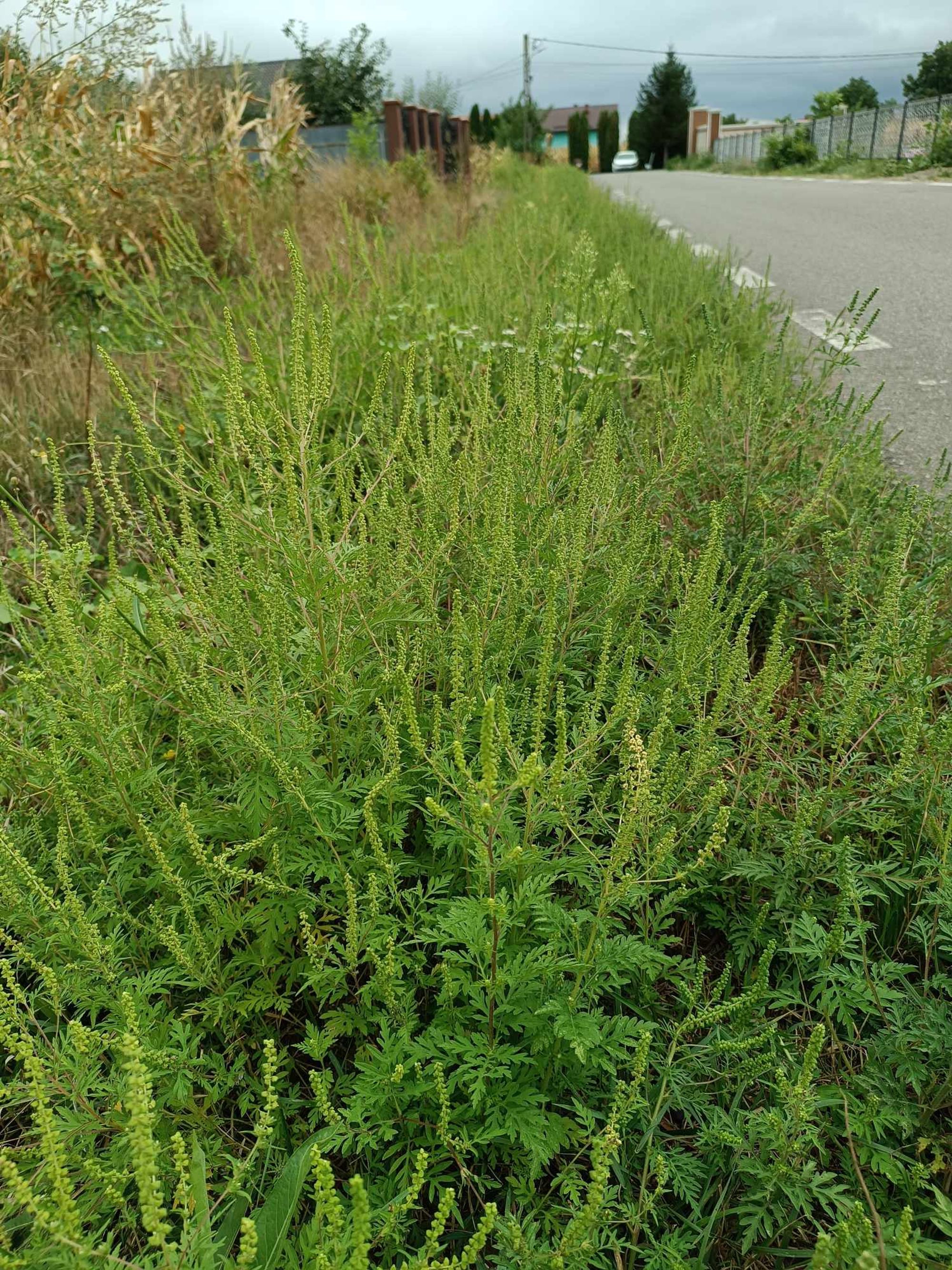 Ambrozie in Strada Privighetorii 149, Săbăoani, Comuna Săbăoani, Județul Neamț - received_297521796218486.jpeg