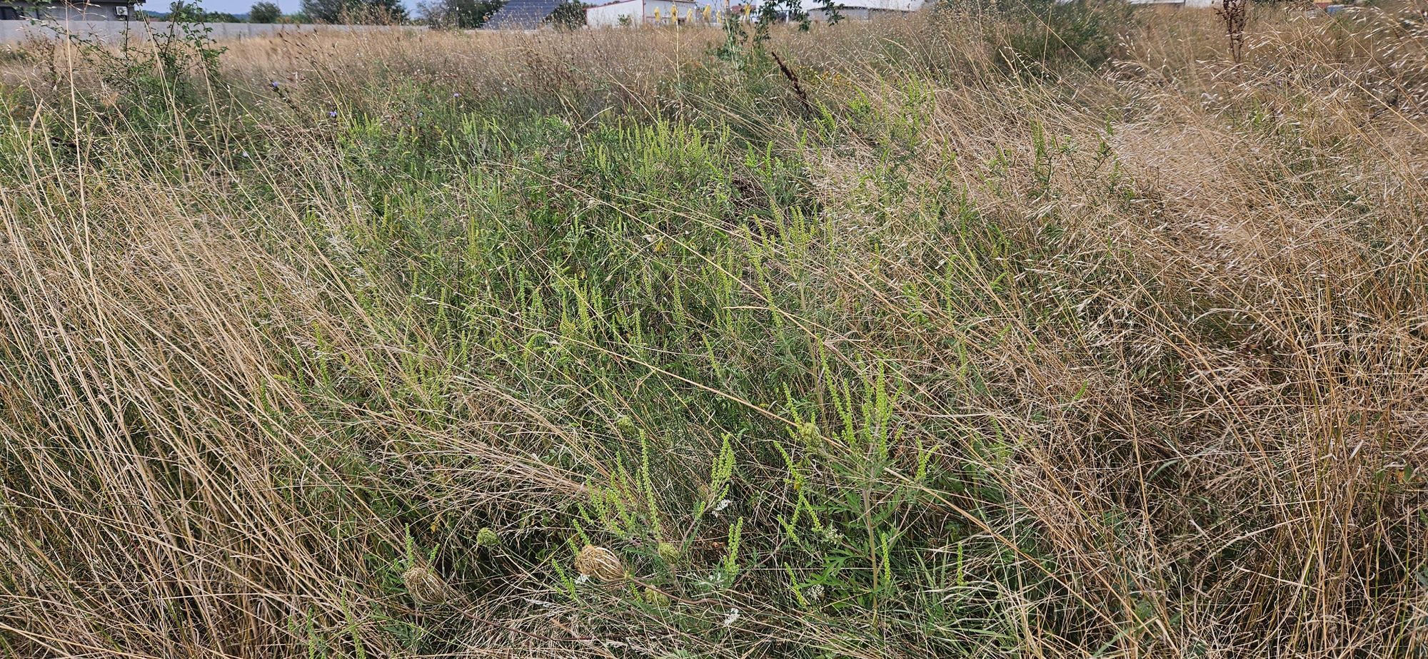 Ambrozie in Braniște, Comuna Podari, Județul Dolj