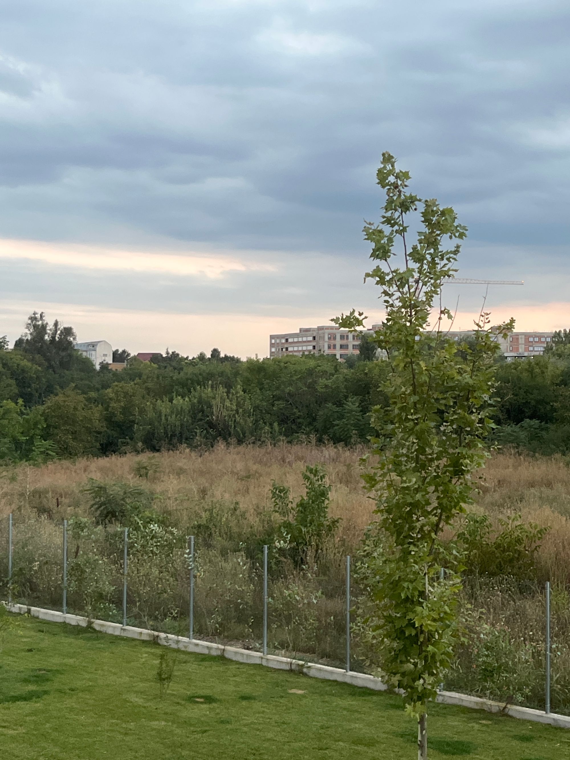 Ambrozie in Șoseaua Gheorghe Ionescu Sisești 449A, București, Municipiul București