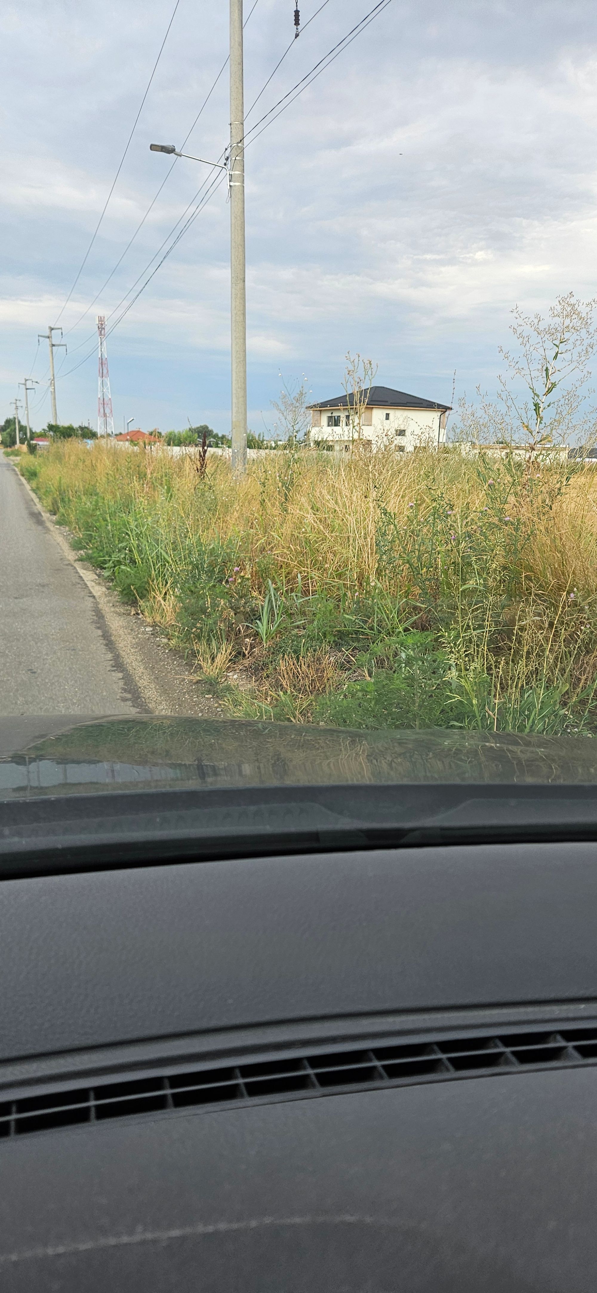 Ambrozie in DC125 13, Clinceni, Comuna Clinceni, Județul Ilfov