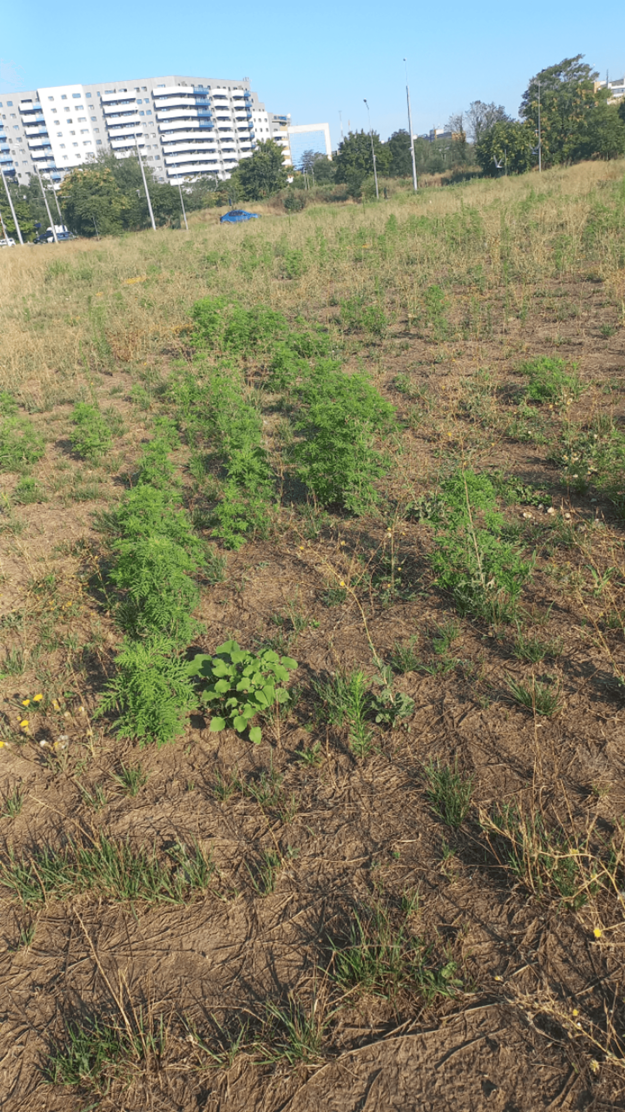 Ambrozie in București, Municipiul București - Metrou Academia Militara, ieșire strada Bagdasar.jpg