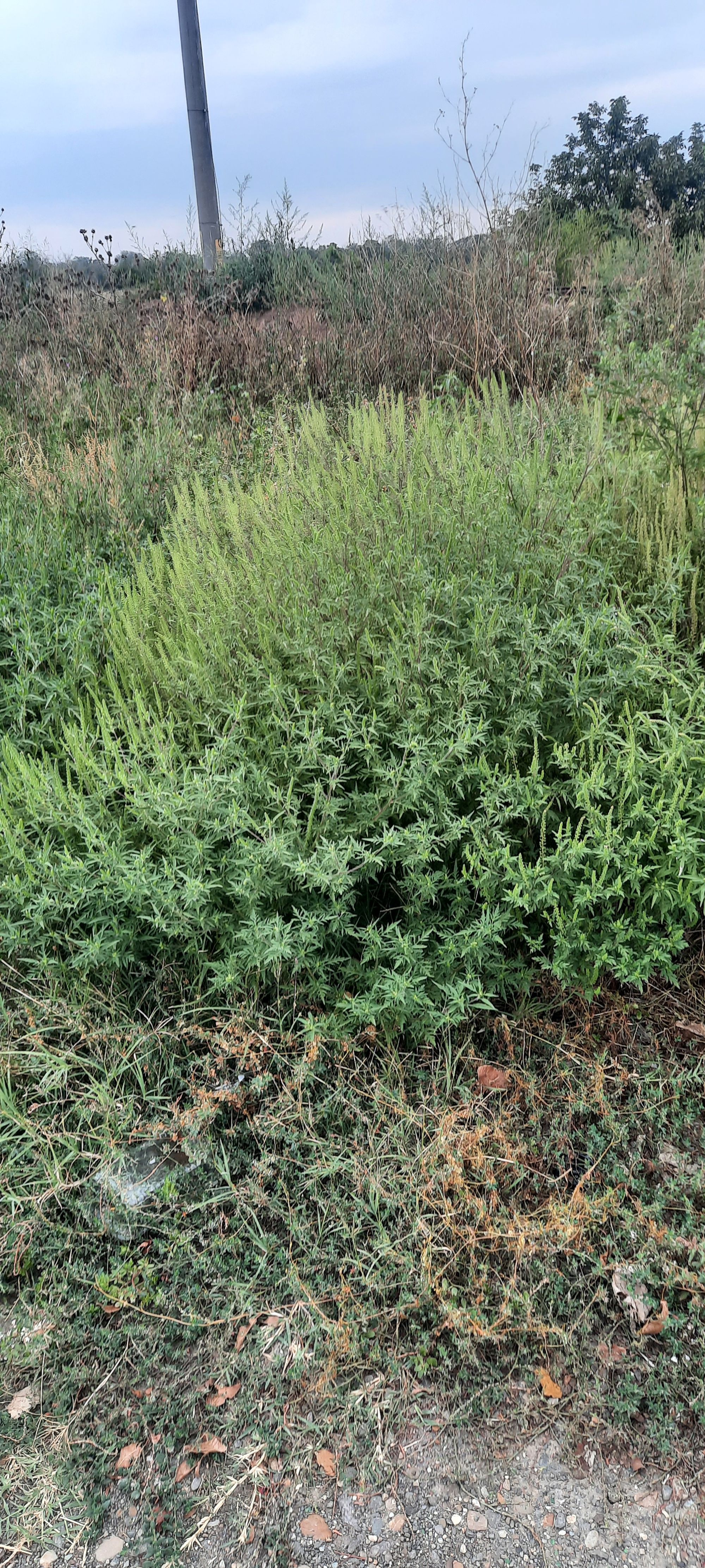 Ambrozie in Strada Aurorei 2, Brăila, Municipiu Brăila, Județul Brăila - 1000020338.jpg