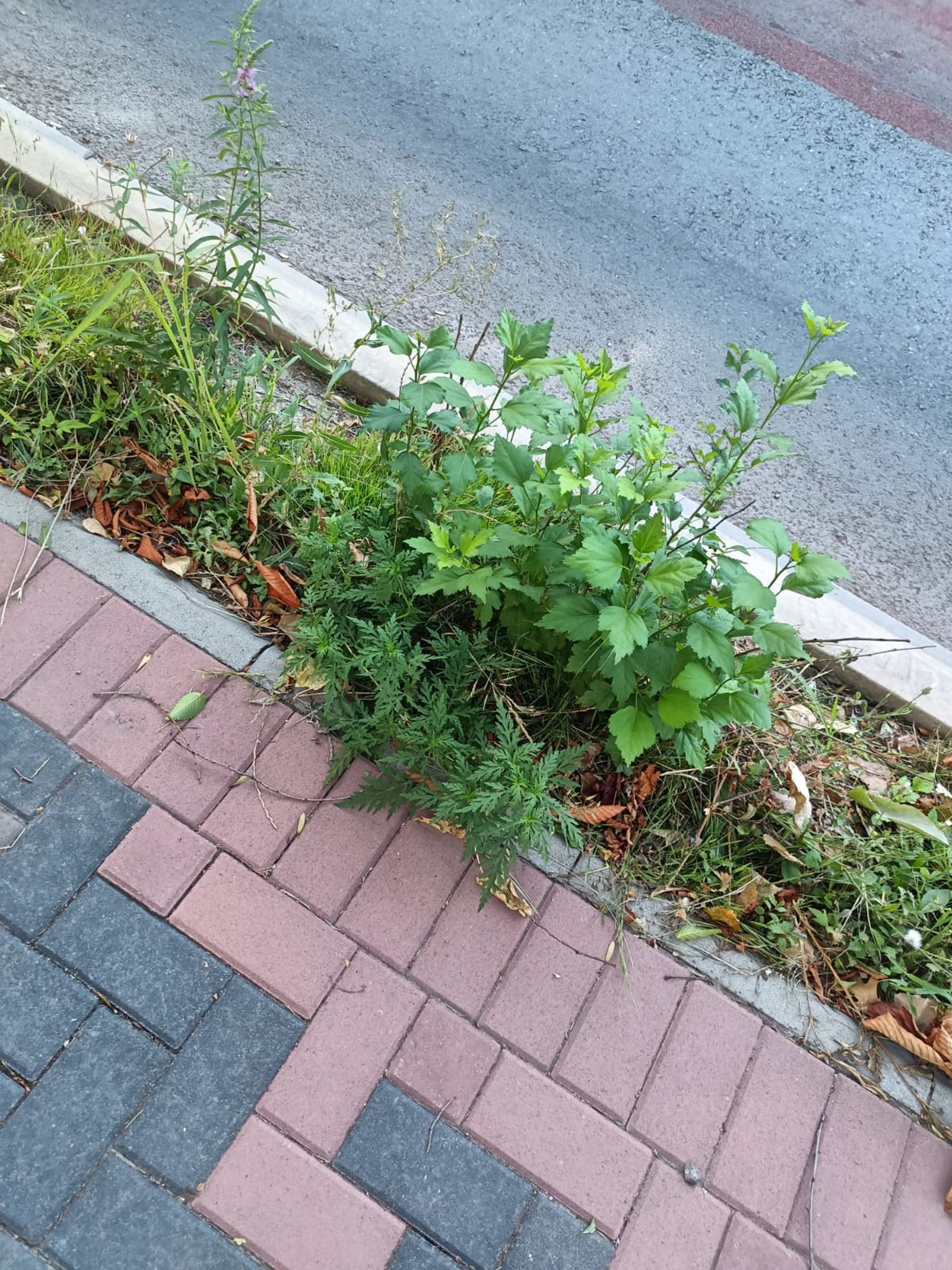 Ambrozie in București, Municipiul București