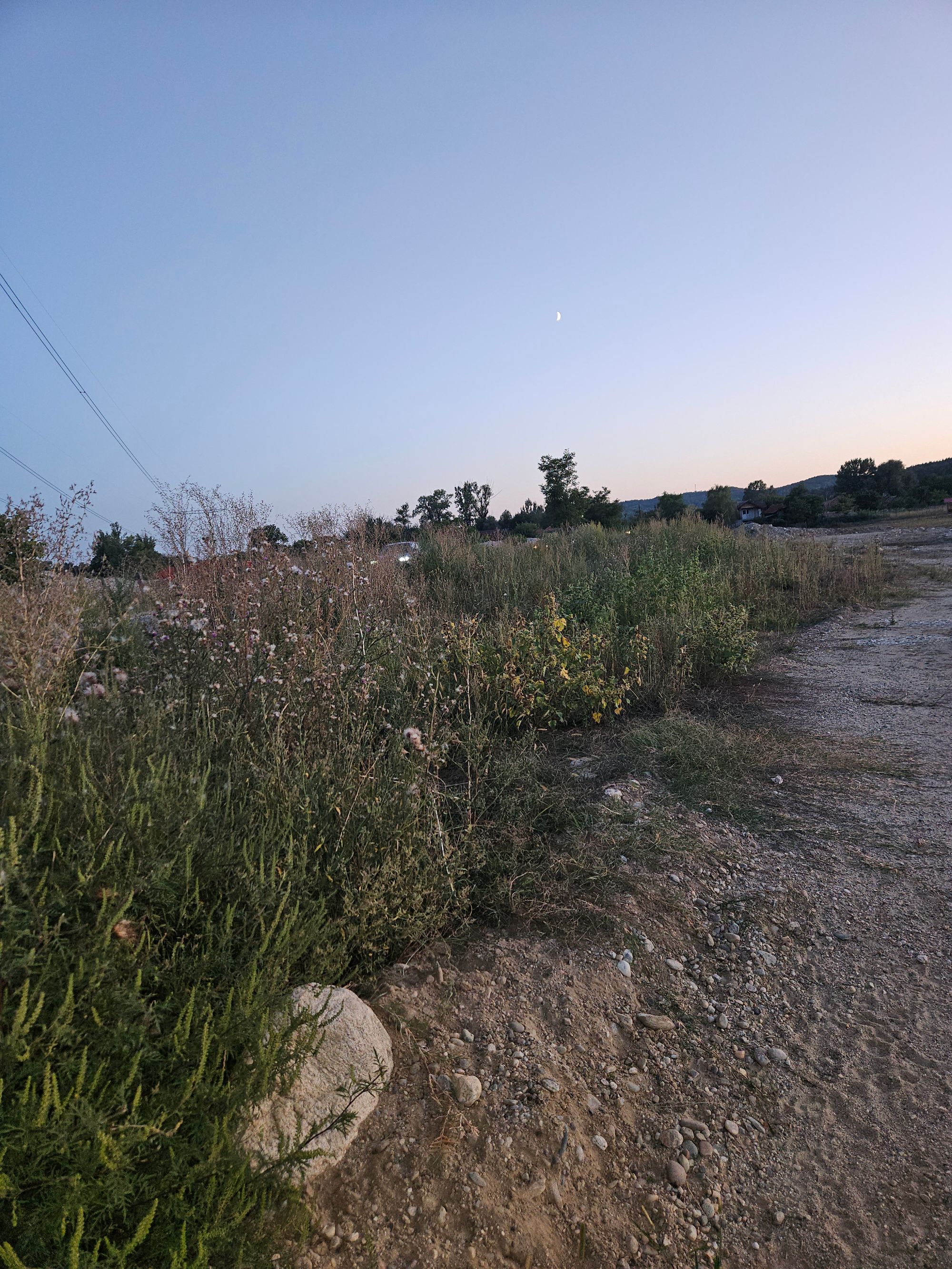 Ambrozie in Tigveni, Comuna Tigveni, Județul Argeș - 20250829_201817.jpg