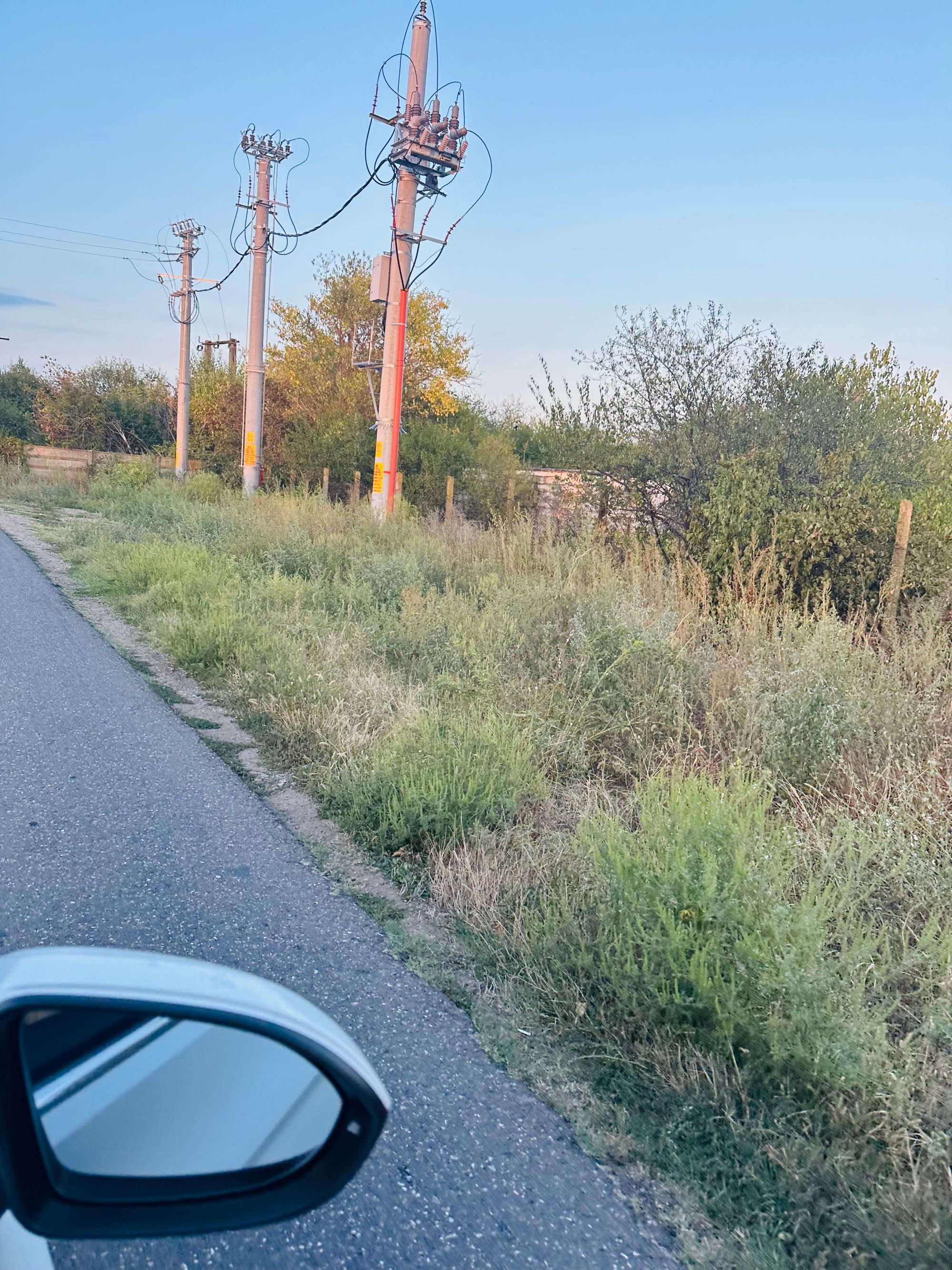 Ambrozie in Str. Primăverii 2, Ariceștii Rahtivani, Comuna Ariceștii Rahtivani, Județul Prahova - IMG_8567.jpeg