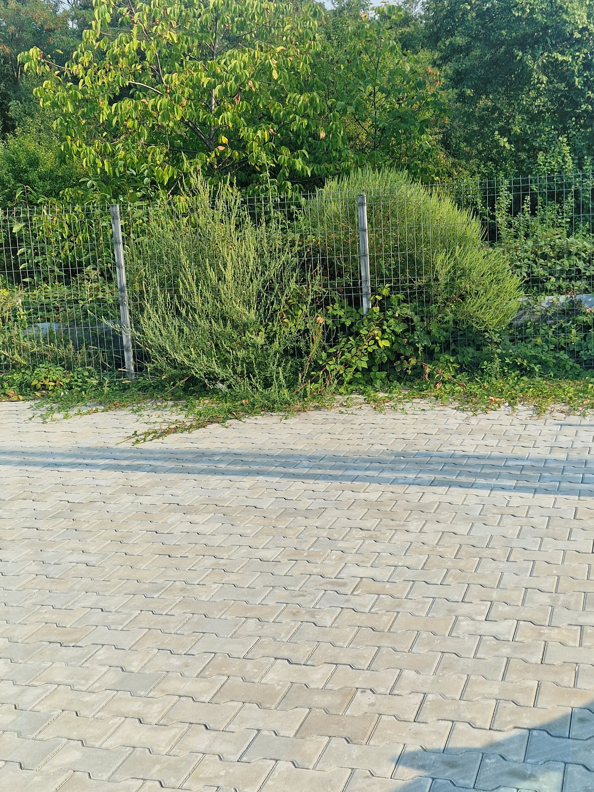 Ambrozie in Bulevardul Petrochimiștilor 25, Pitești, Municipiu Pitești, Județul Argeș - 20260910_163124.jpg