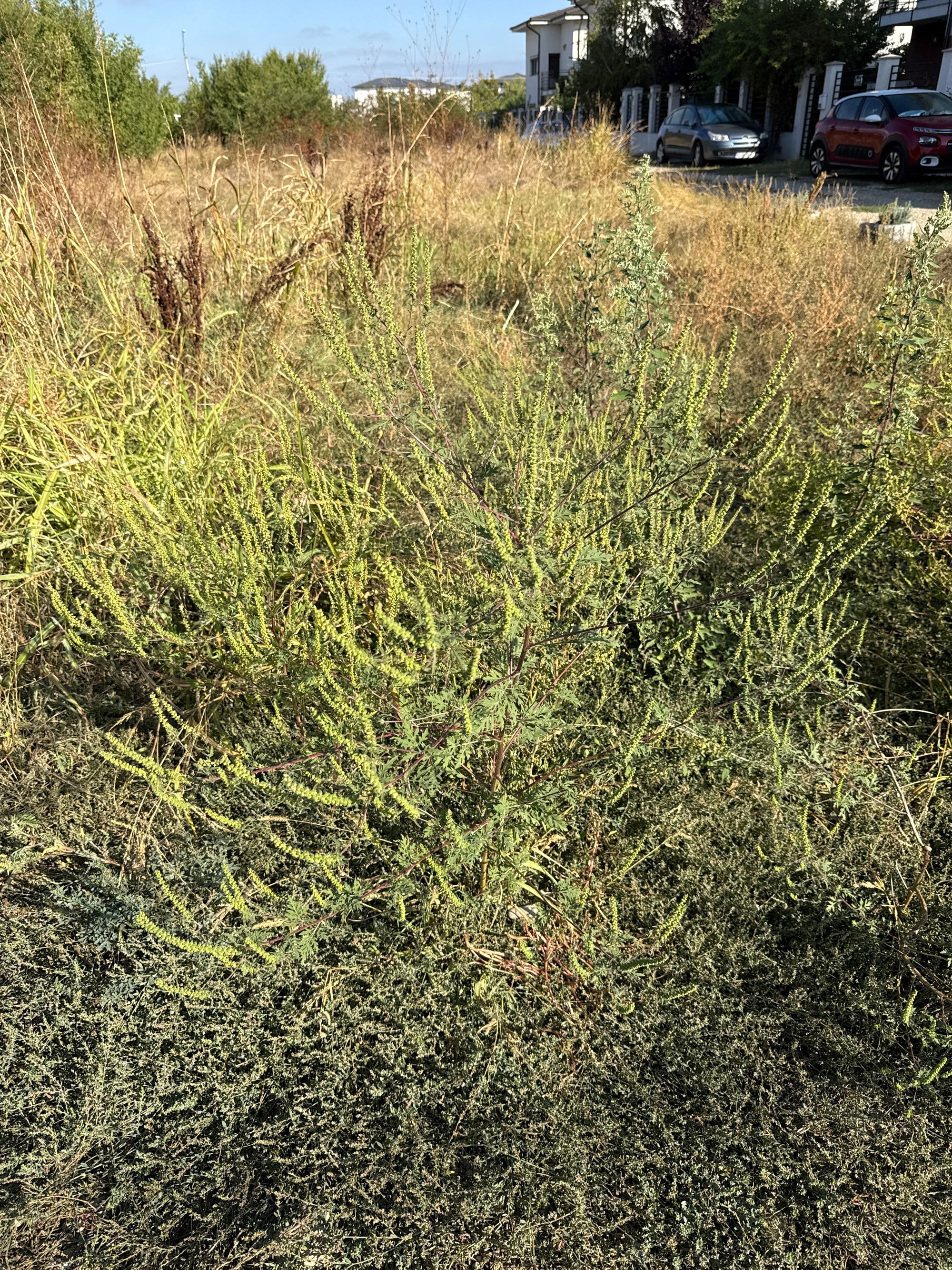 Ambrozie in Strada Ceair 61, Tunari, Comuna Tunari, Județul Ilfov - image.jpg