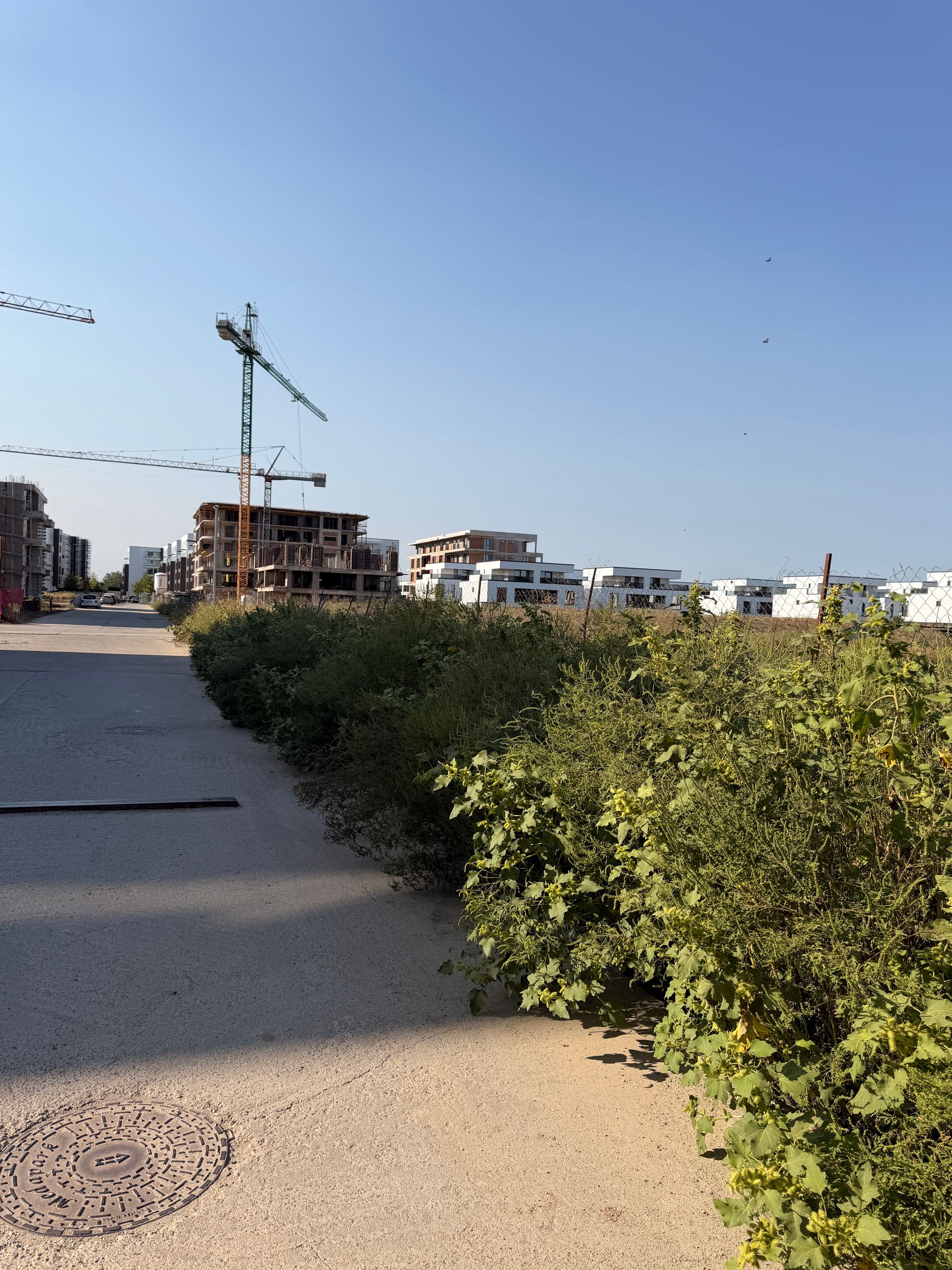 Ambrozie marcată de Madalina în Bulevardul Pipera 1D - 4, Voluntari, Oraș Voluntari, Județul Ilfov