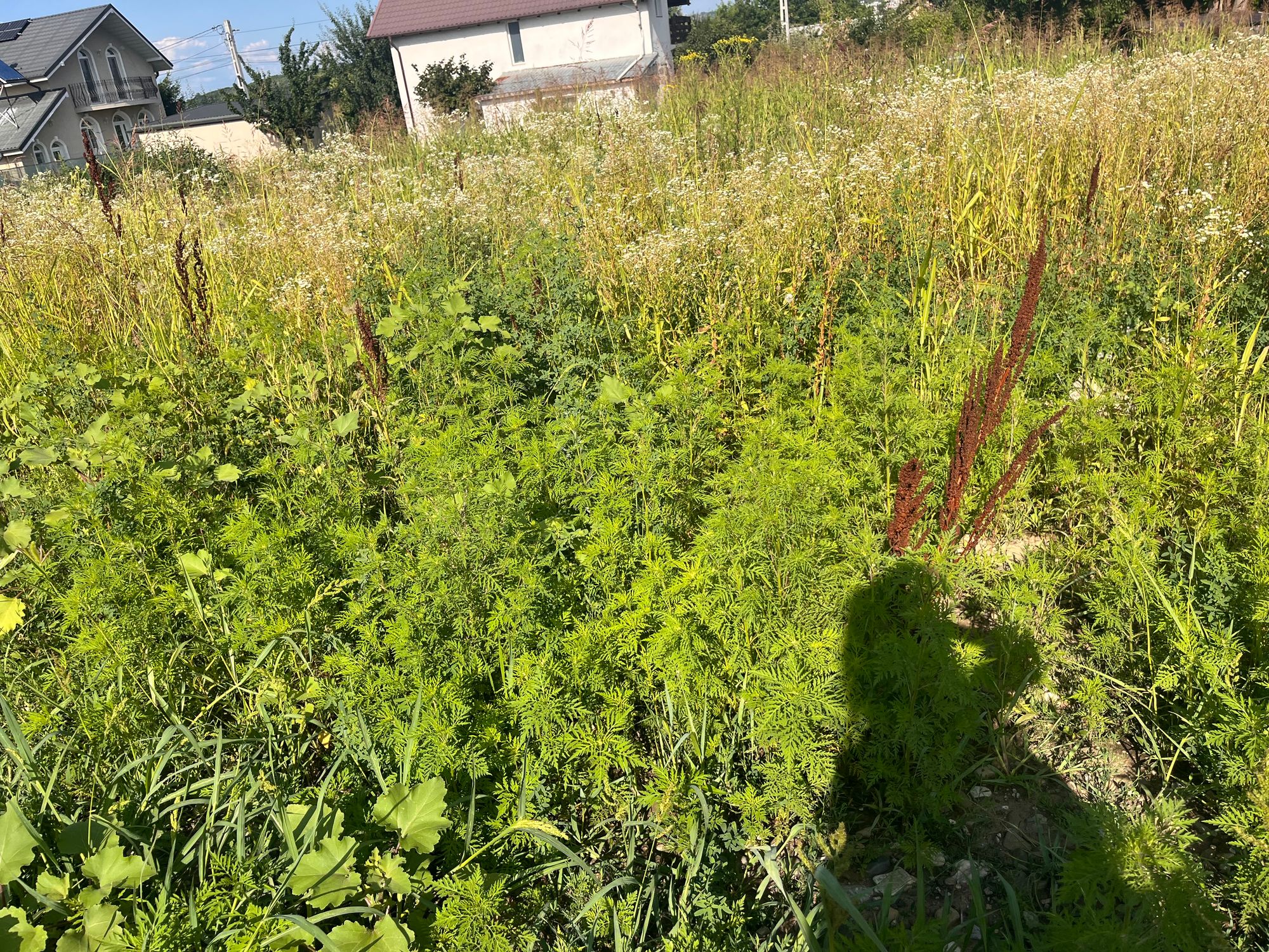 Ambrozie in Strada Principală 43, Lunca Cetățuii, Comuna Ciurea, Județul Iași - IMG_4933.jpeg