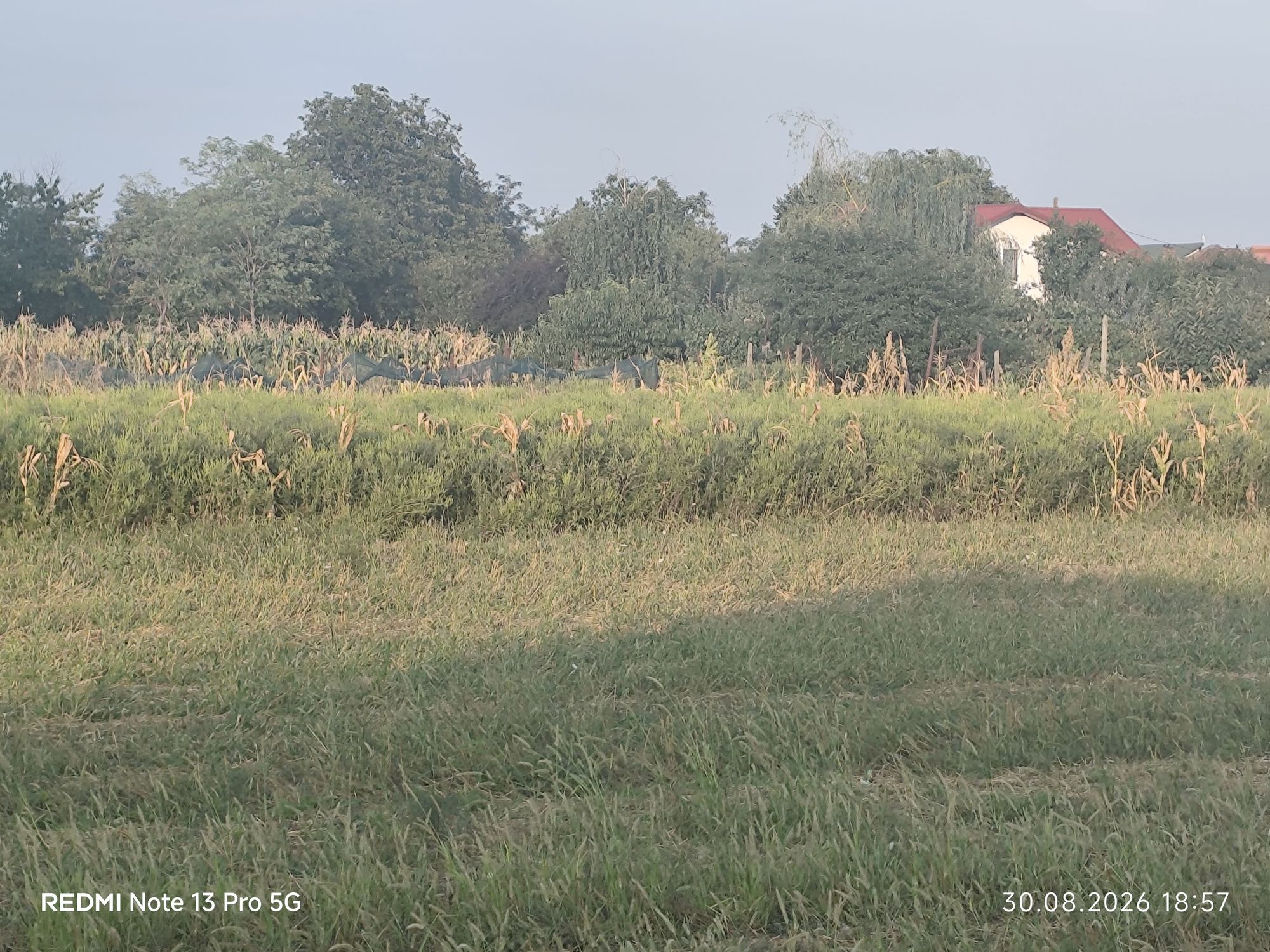 Ambrozie in Str. Principală 153c, Matraca, Comuna Ulmi, Județul Dâmbovița - 1000176560.jpg