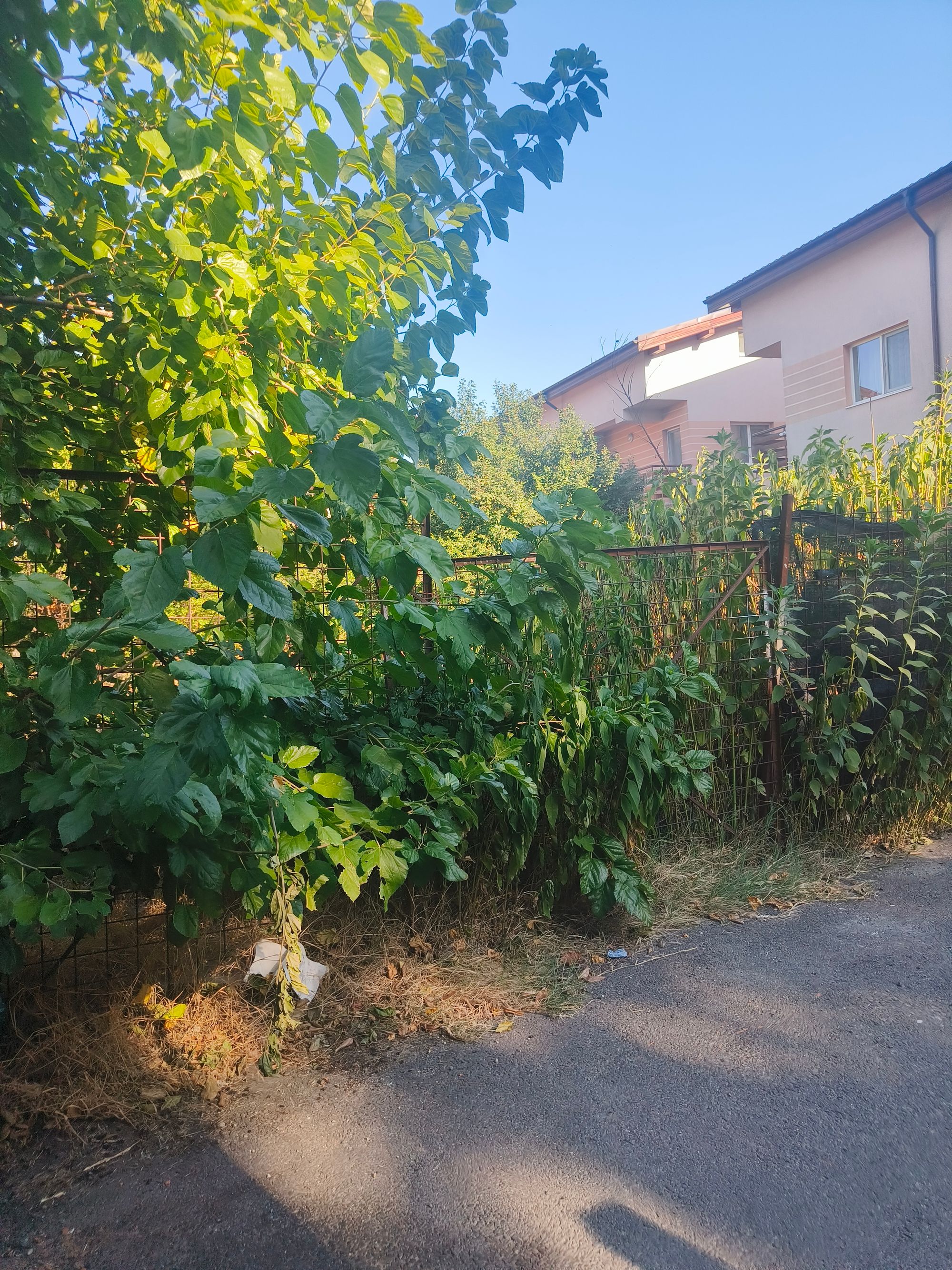 Ambrozie in Strada Odei 172c, București, Municipiul București - IMG20250817173445.jpg
