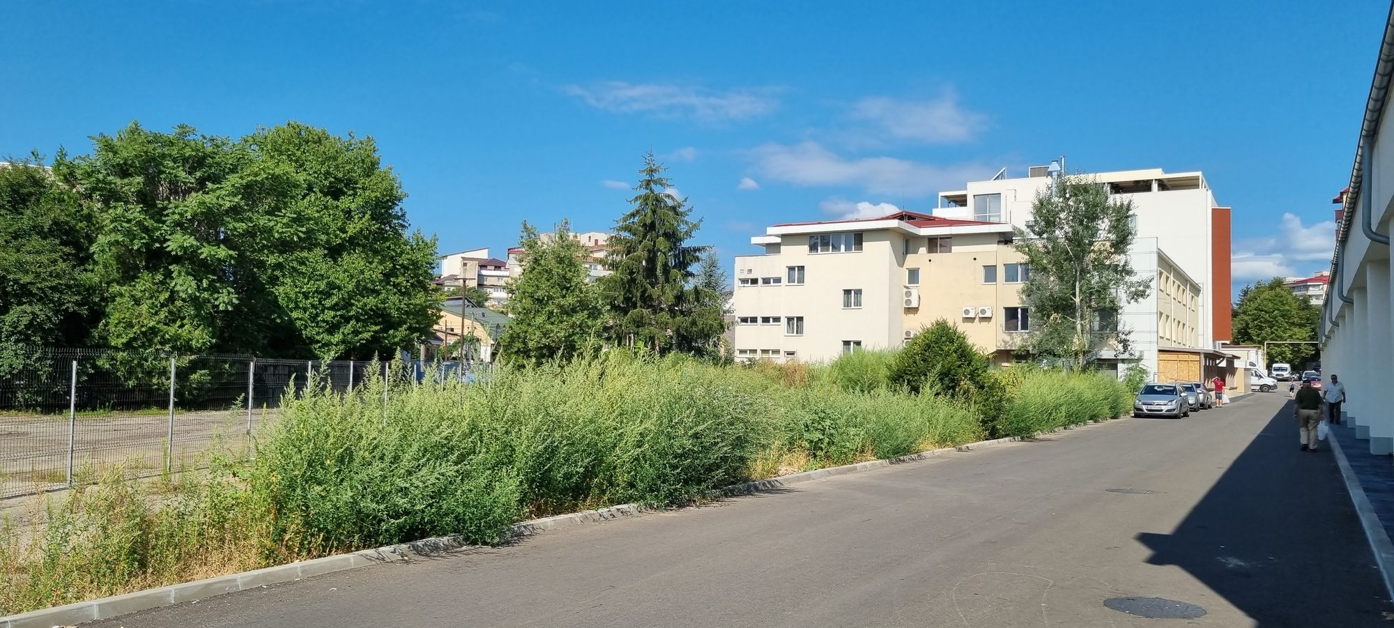 Ambrozie in Strada Arsenalului 9, Târgoviște, Municipiu Târgovişte, Județul Dâmbovița - 20230901_104755.jpg
