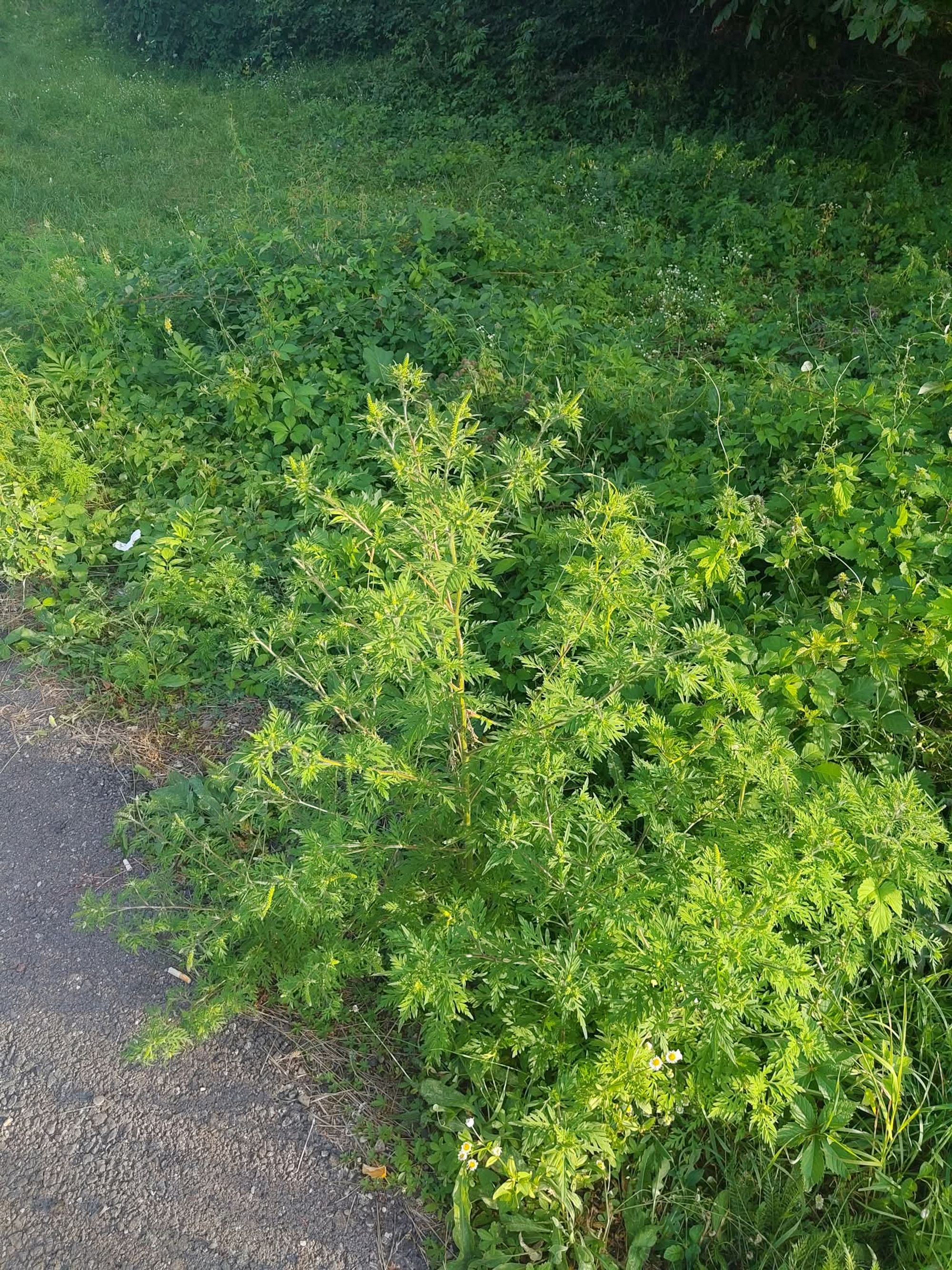 Ambrozie in Strada Gării, Breaza de Jos, Oraș Breaza, Județul Prahova