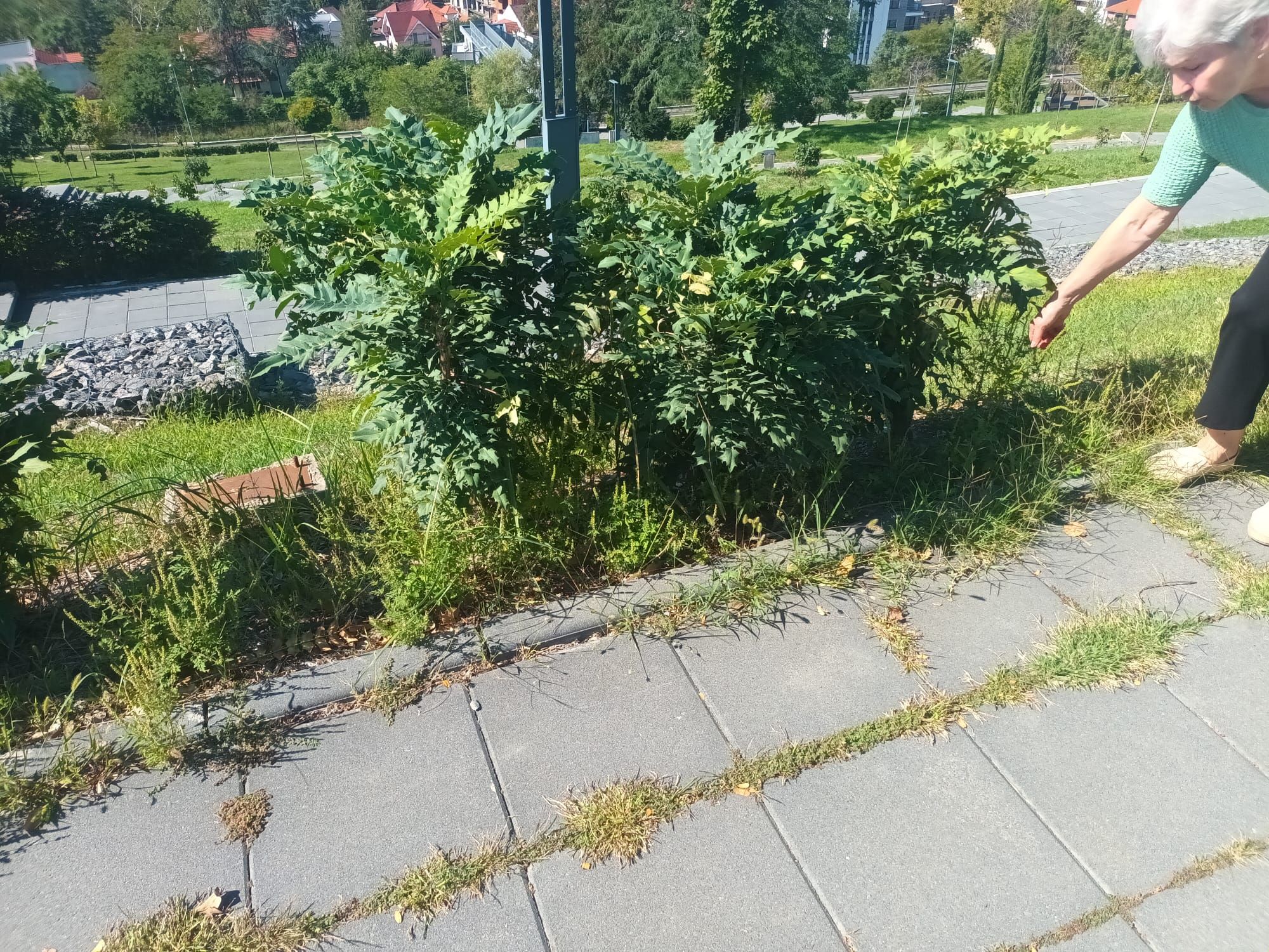 Ambrozie in Strada Graurilor 23, Oradea, Municipiu Oradea, Județul Bihor