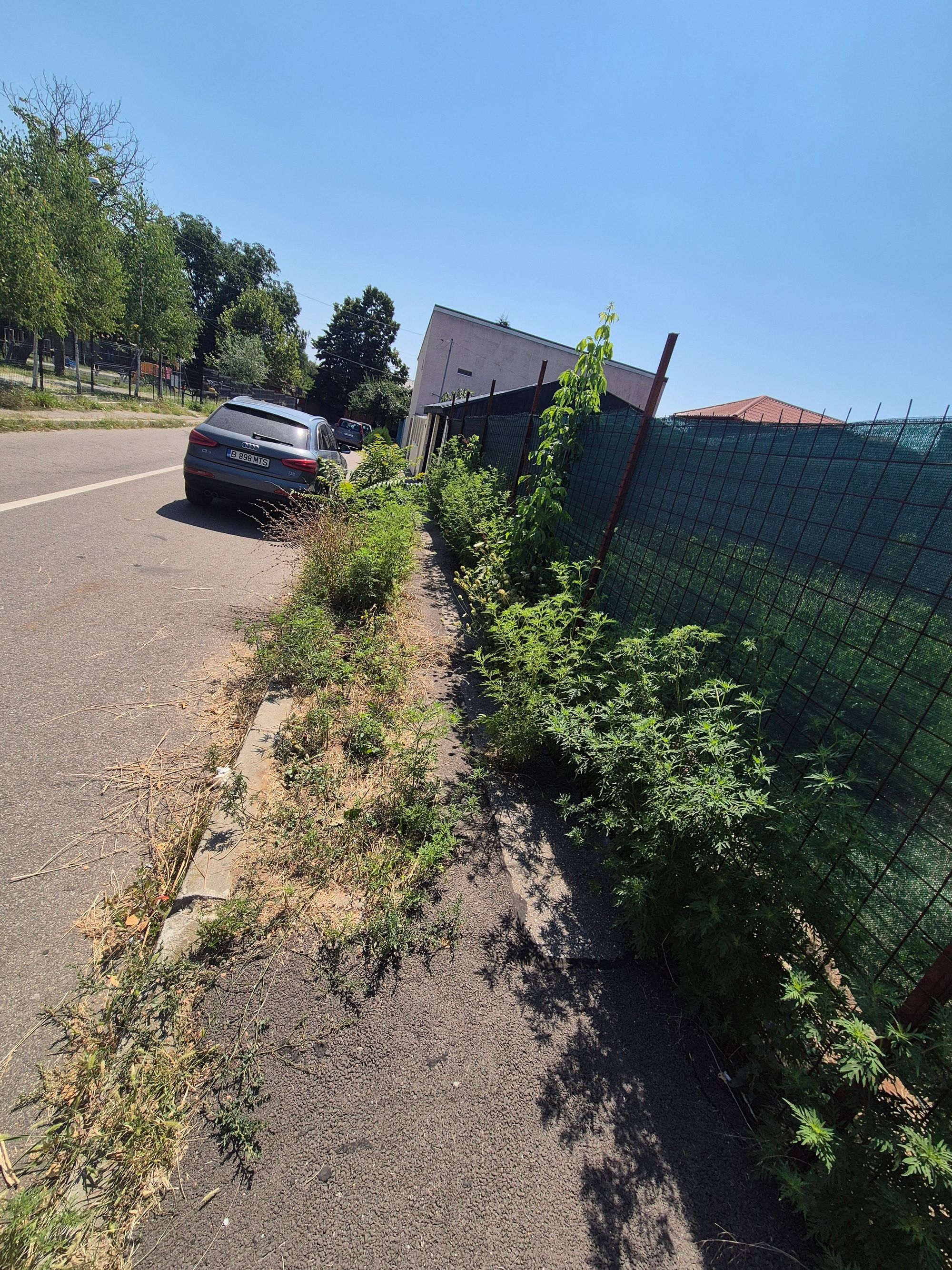 Ambrozie in Strada Aiud 38, Mogoșoaia, Municipiul București, București