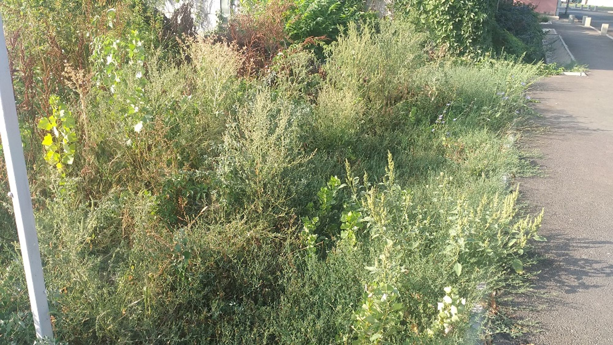 Ambrozie in Strada Crinului 25, Roșu, Comuna Chiajna, Județul Ilfov - 20230825_090325.jpg
