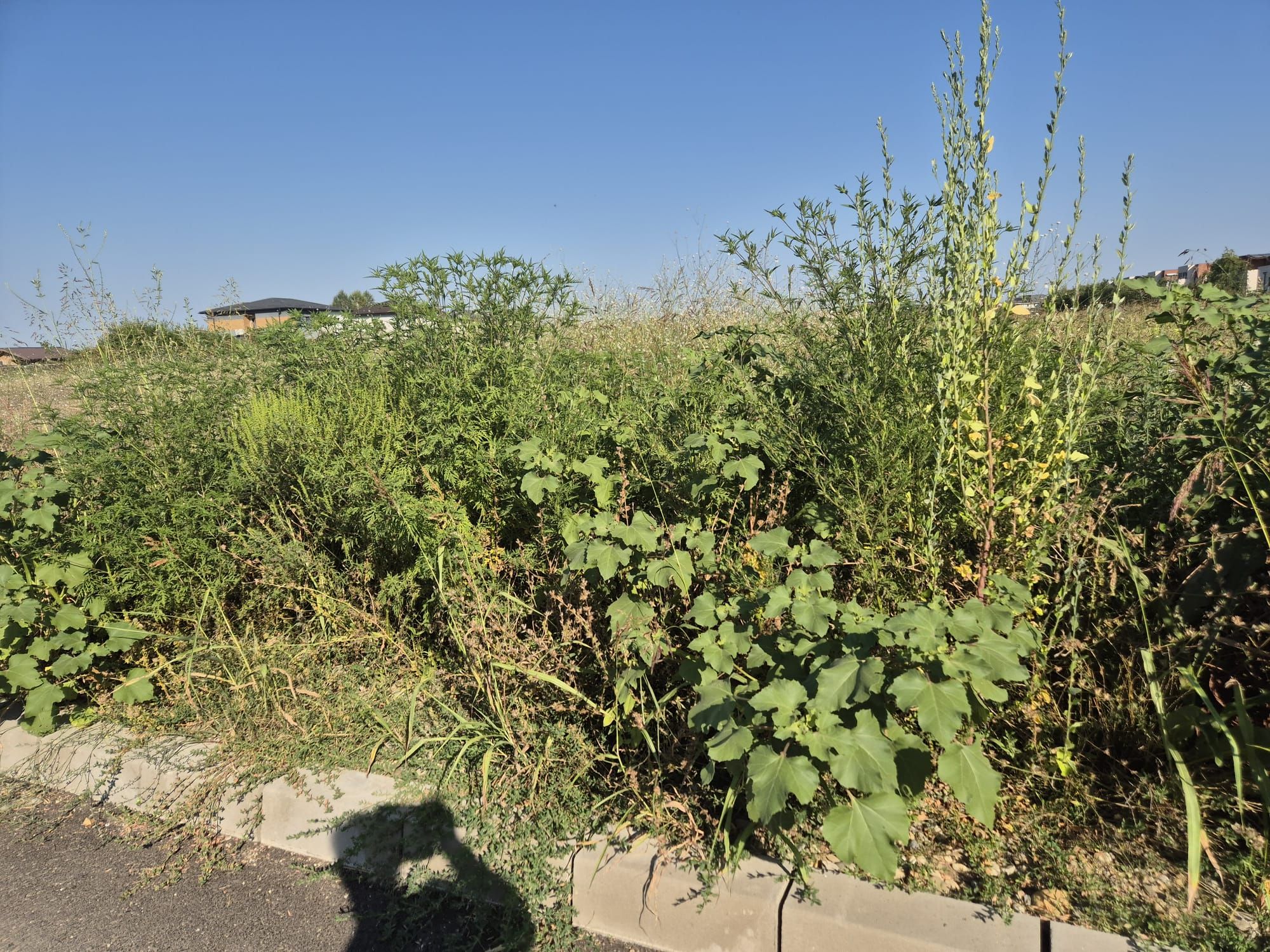 Ambrozie in Strada Traian Vuia 32, Ilfov, Oraș Otopeni, Județul Ilfov