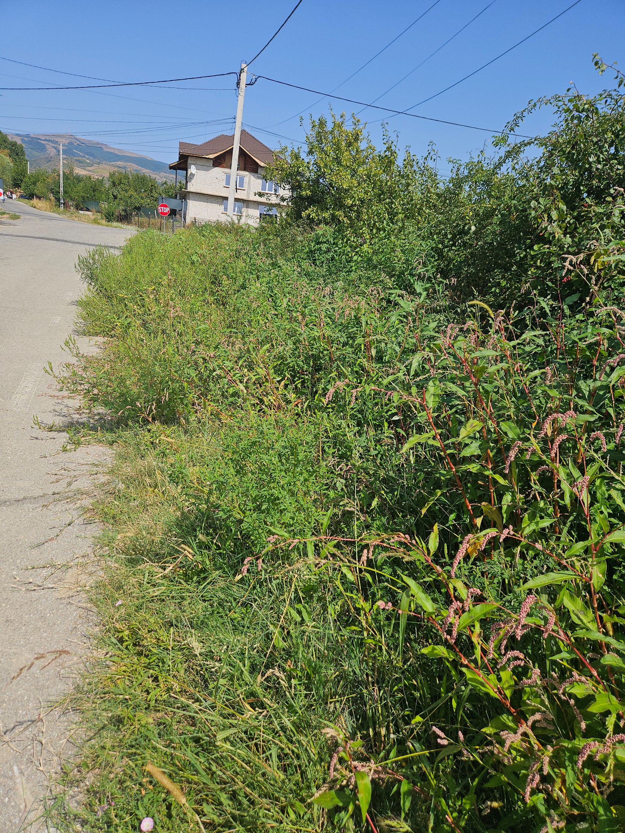 Ambrozie in Strada Dumbrava Bălani 72, Novaci, Oraş Novaci, Județul Gorj - 20250830_133428.jpg