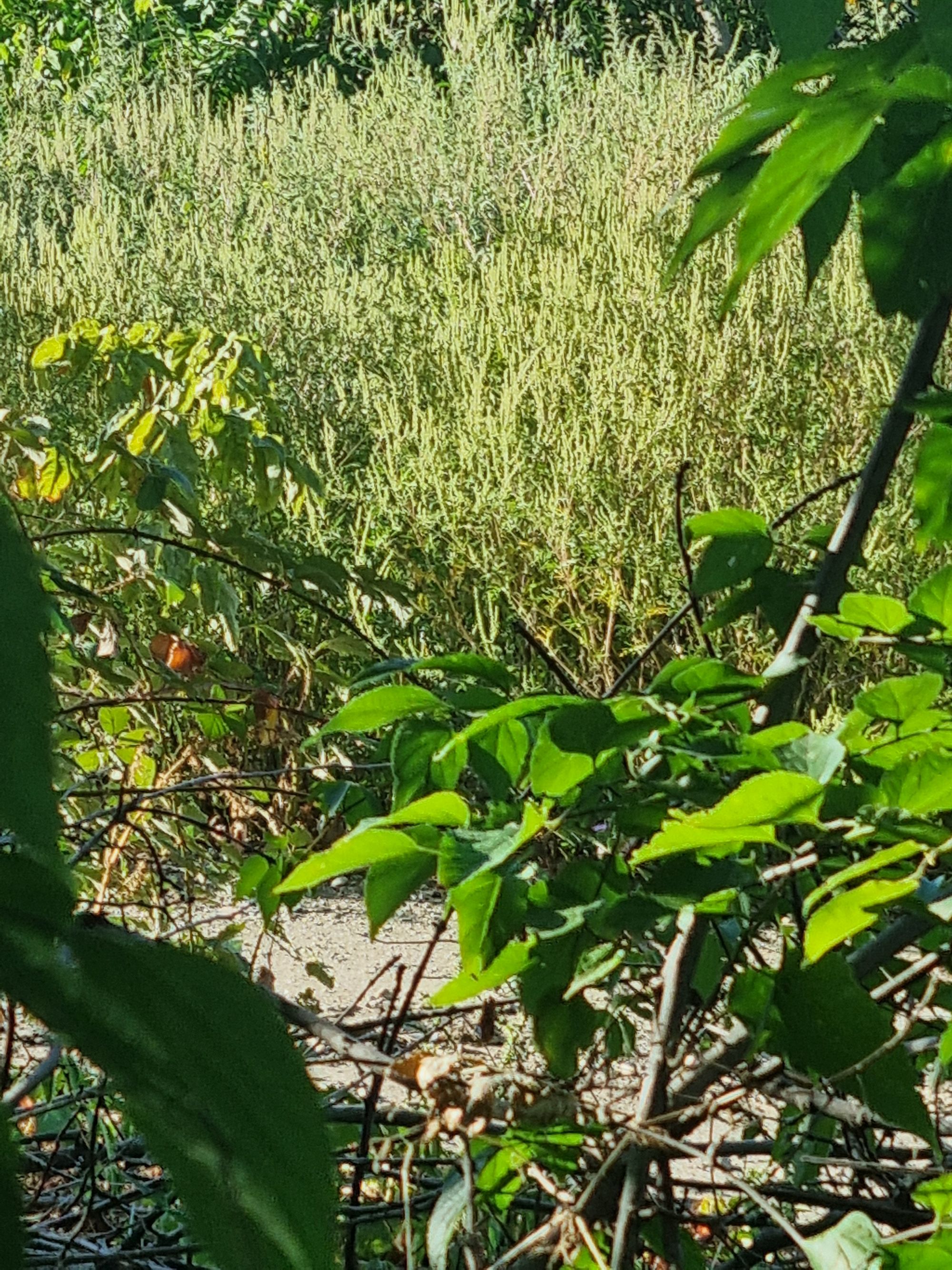 Ambrozie in Bulevardul Petrolului 28, Ploiești, Municipiu Ploieşti, Județul Prahova