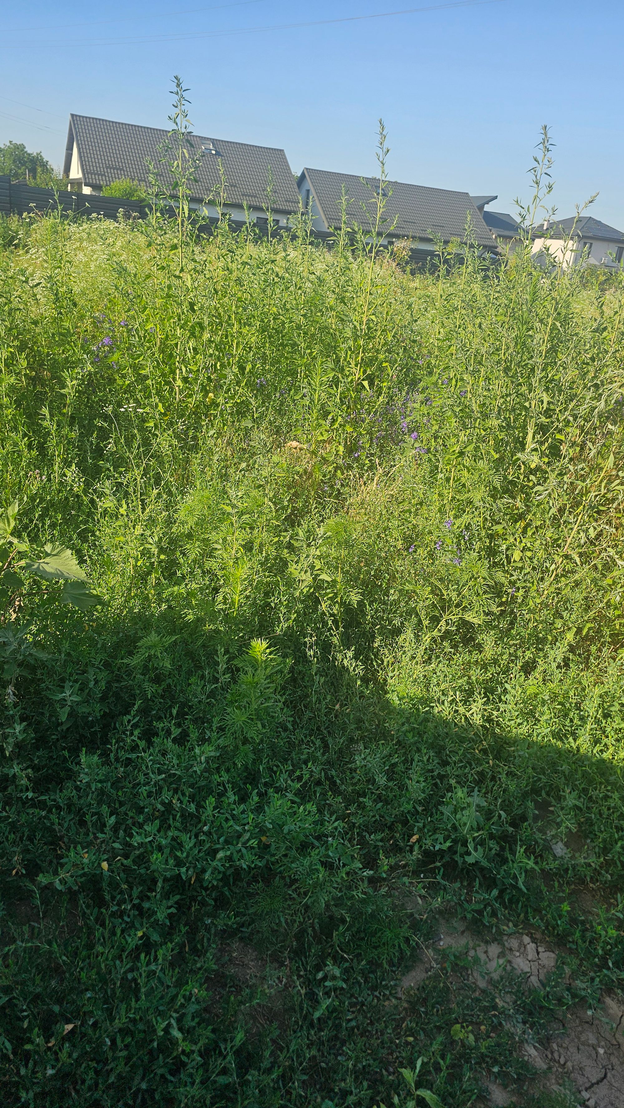 Ambrozie in Strada Fierarului 33B, Holboca, Comuna Holboca, Județul Iași - 20260628_181321.jpg