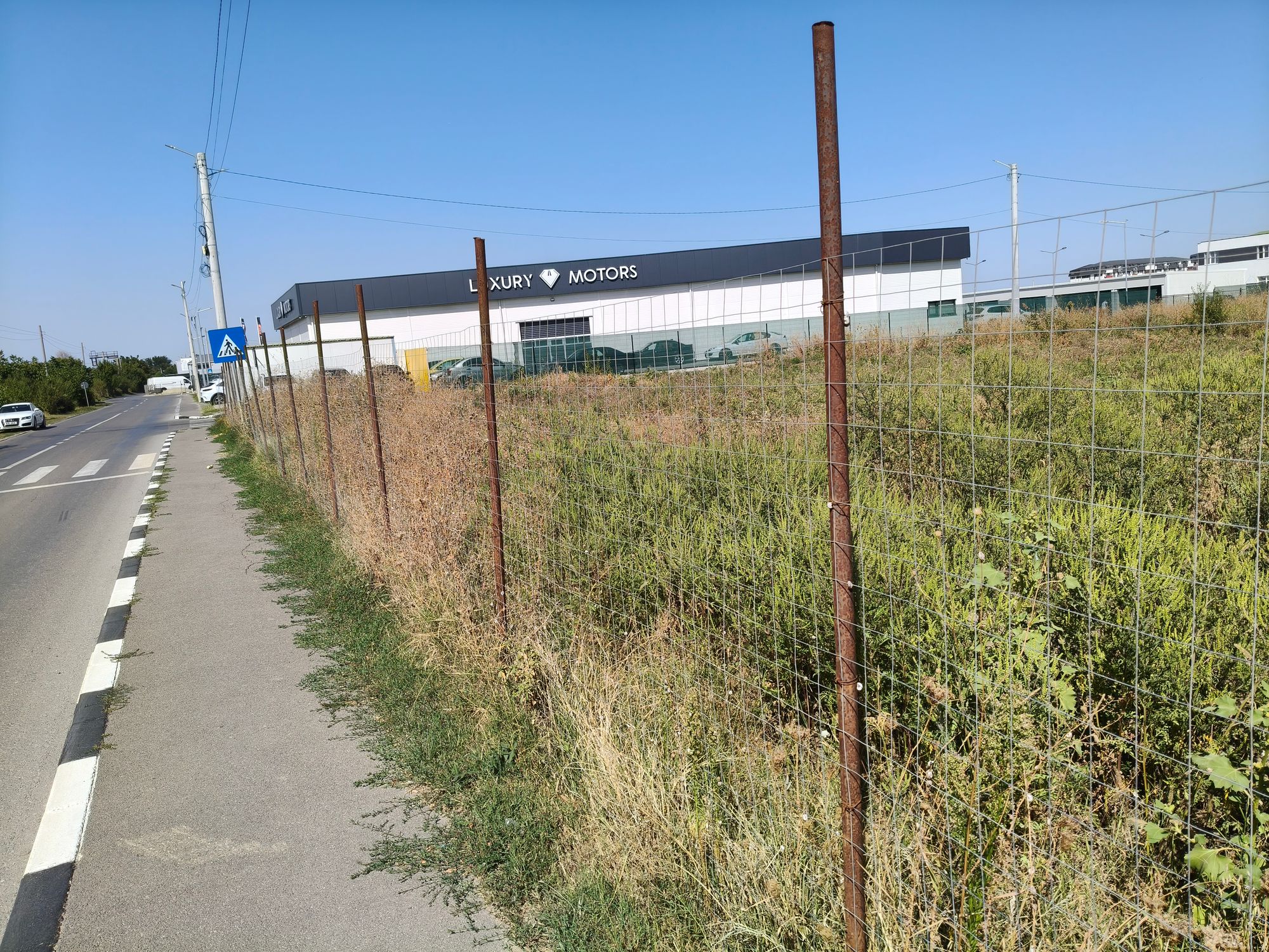 Ambrozie in Strada Soarelui 90, Roșu, Comuna Chiajna, Județul Ilfov