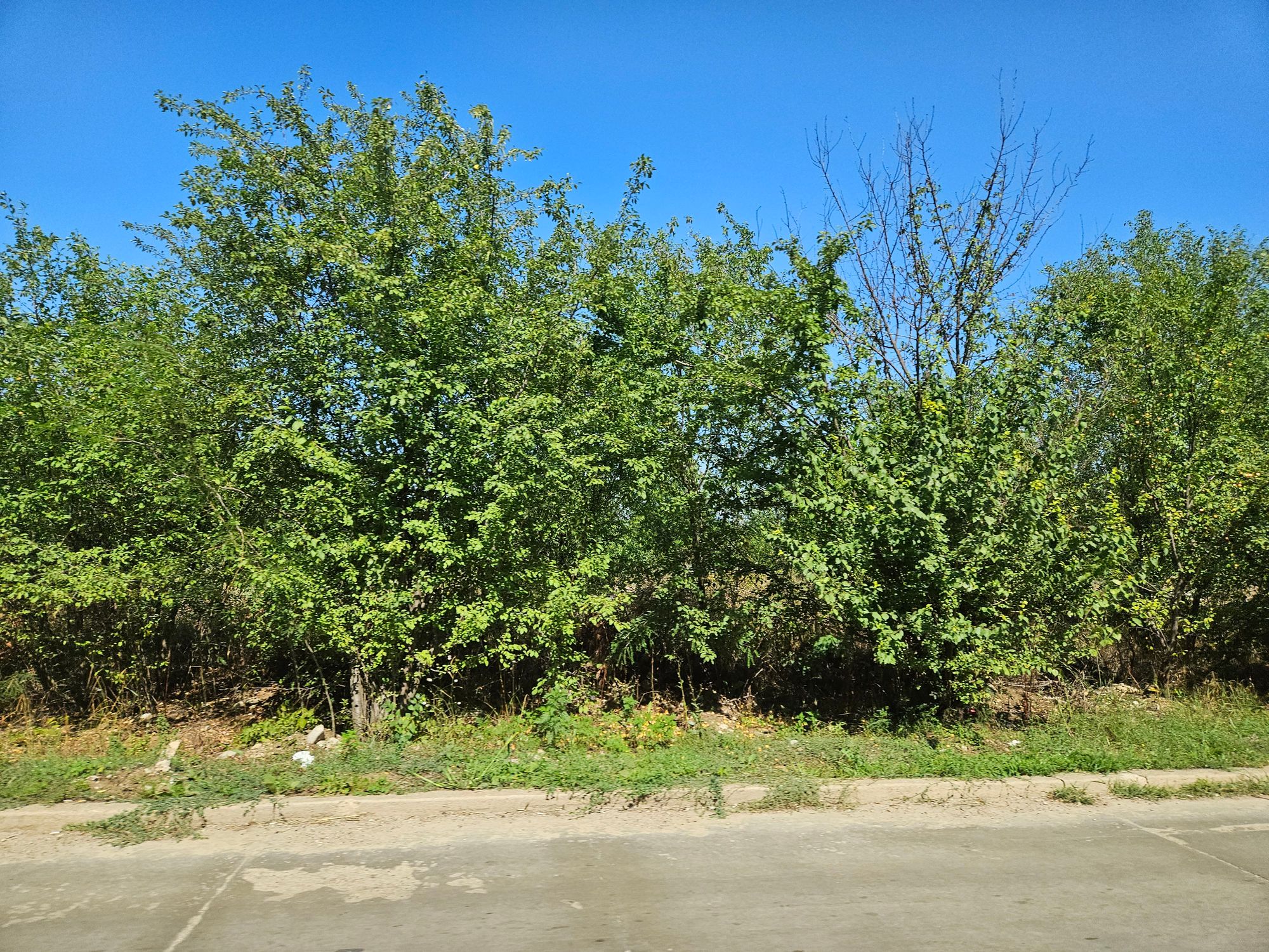 Ambrozie in Voluntari, Oraş Voluntari, Județul Ilfov - inbound6307395732805428105.jpg