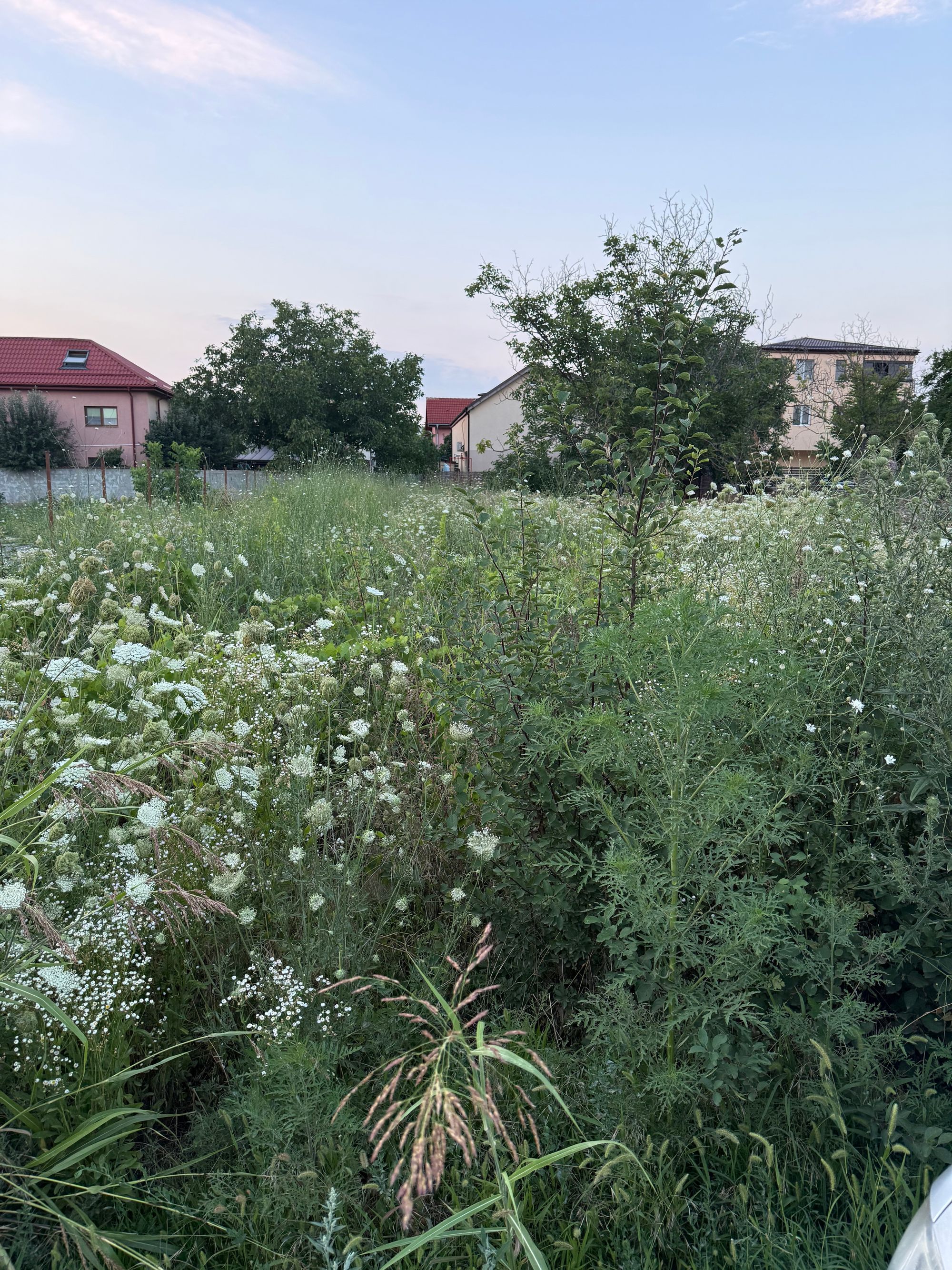 Ambrozie in Strada Apusului 70, Popești-Leordeni, Oraș Popești Leordeni, Județul Ilfov - IMG_8236.jpeg