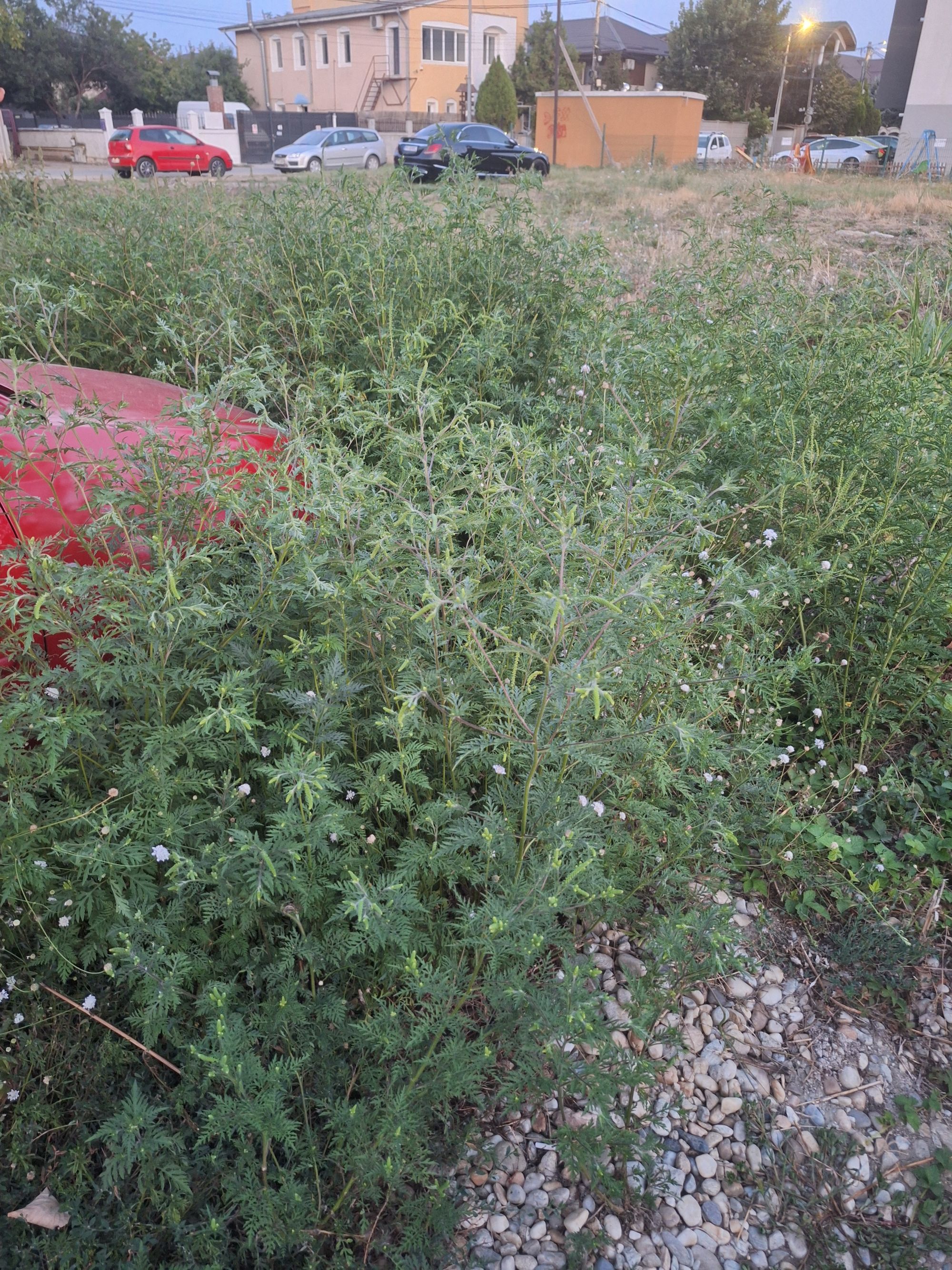 Ambrozie in Strada Verii 24a, Bragadiru, Oraş Bragadiru, Județul Ilfov - inbound3741643641761753216.jpg