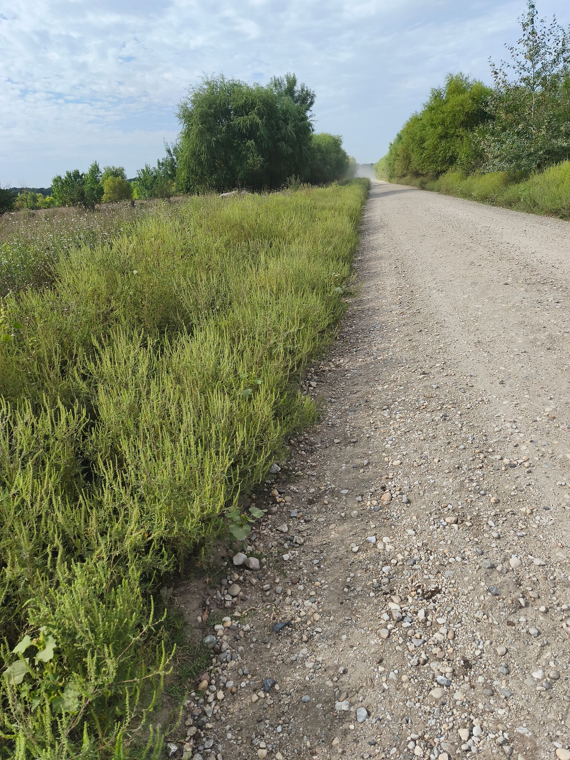 Ambrozie in Chirculeşti, Comuna Iepurești, Județul Giurgiu